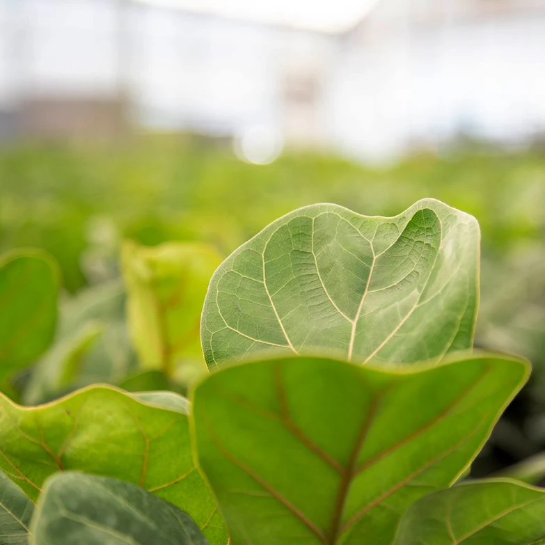 Little Fiddle Leaf Fig | medium - Image 3