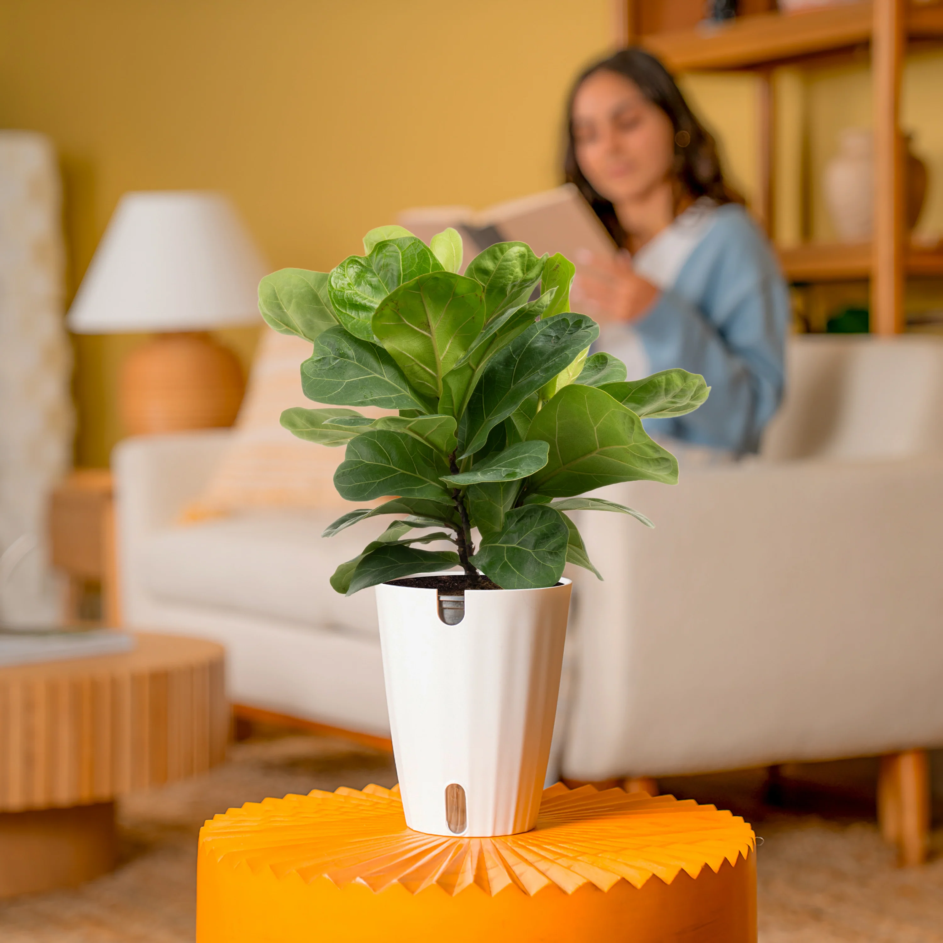 Little Fiddle Leaf Fig | medium - Image 4