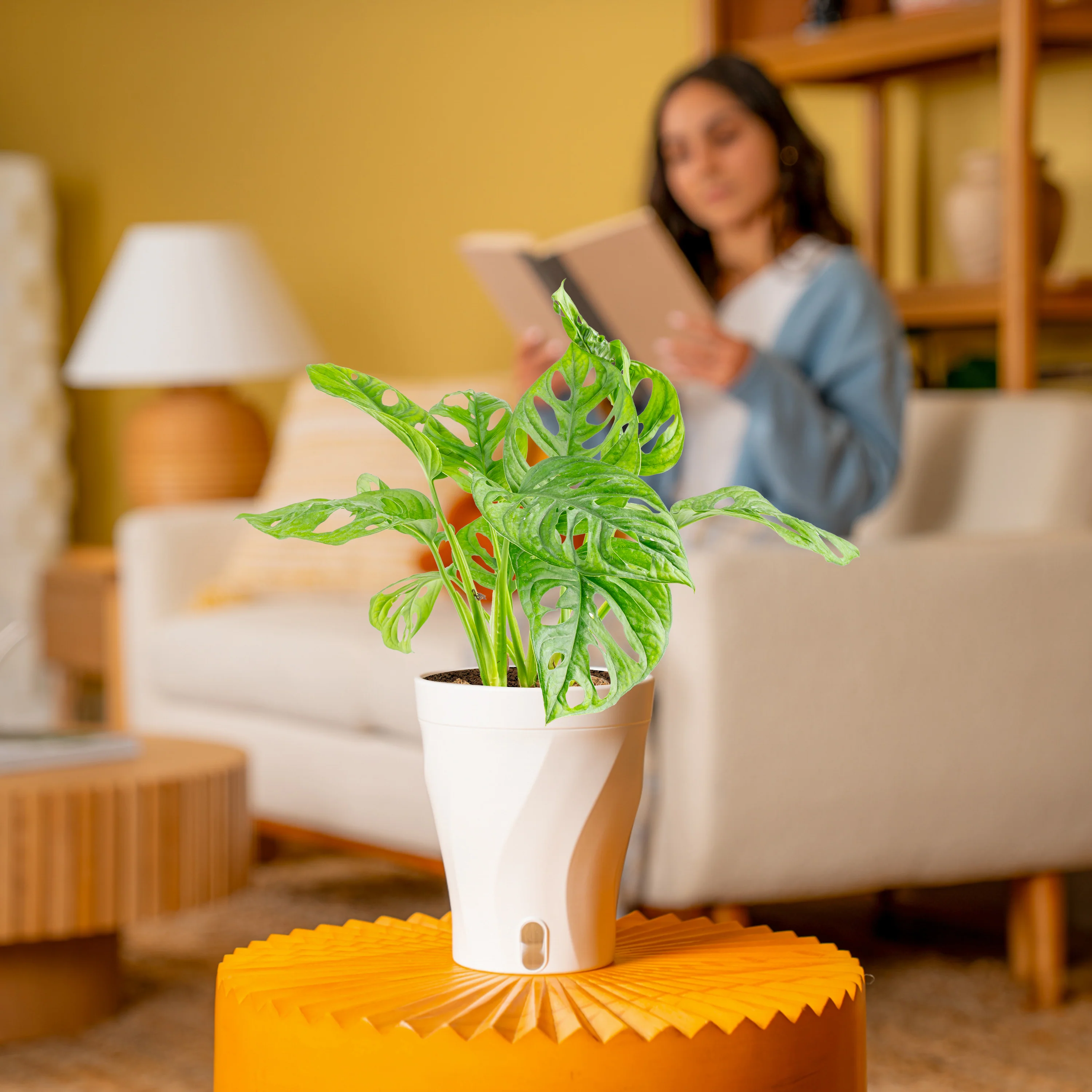 Little Swiss Monstera | medium - Image 3