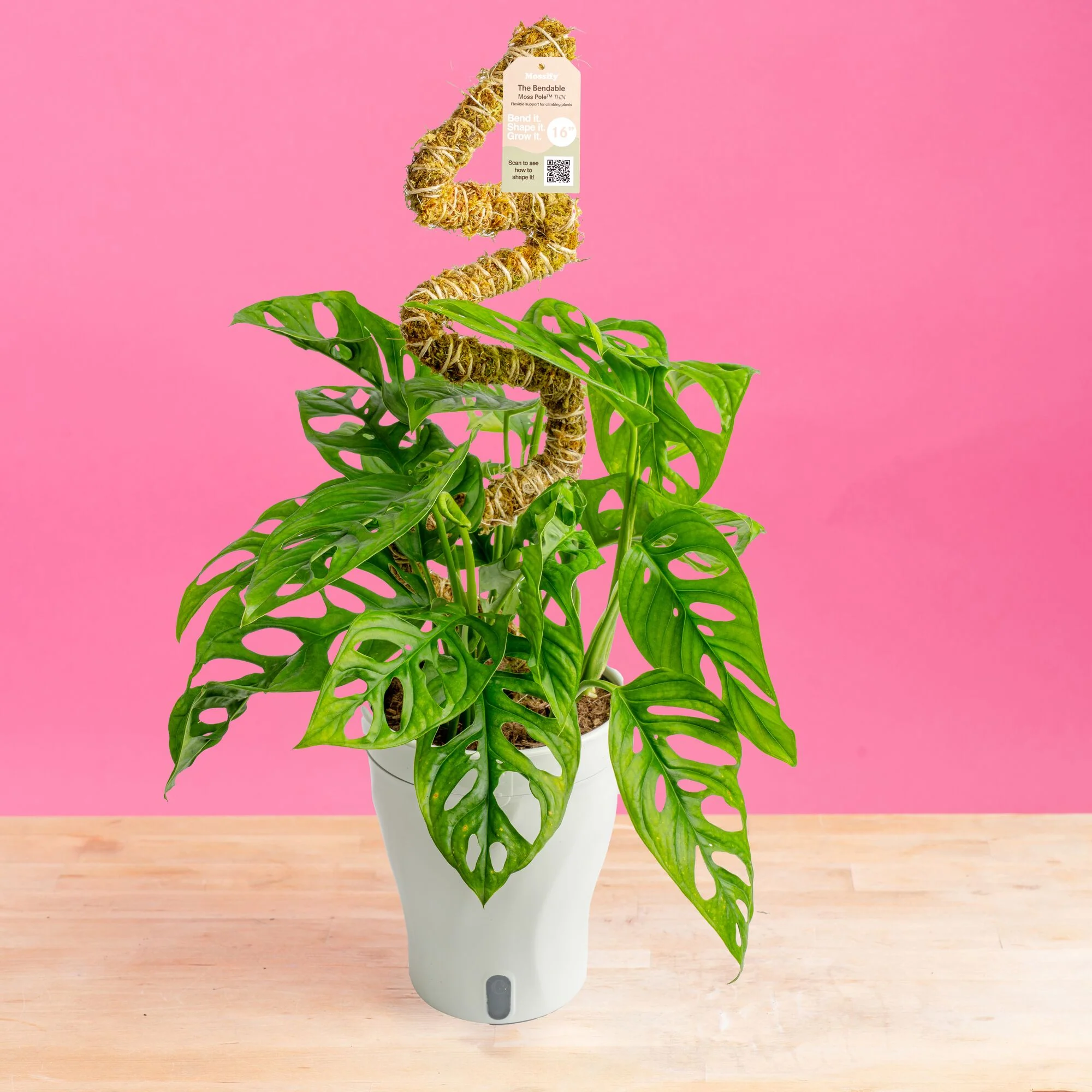 Little Swiss Monstera | medium - Image 8