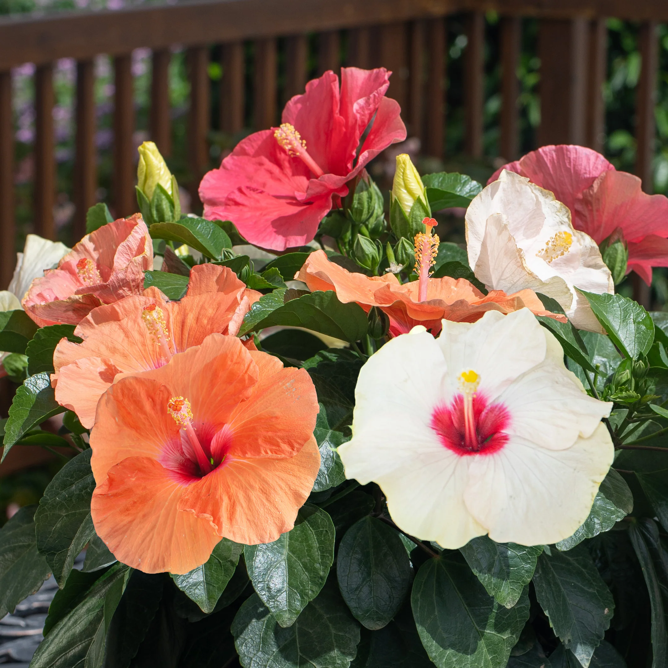 Tropical Hibiscus Bouquet | medium - Image 3
