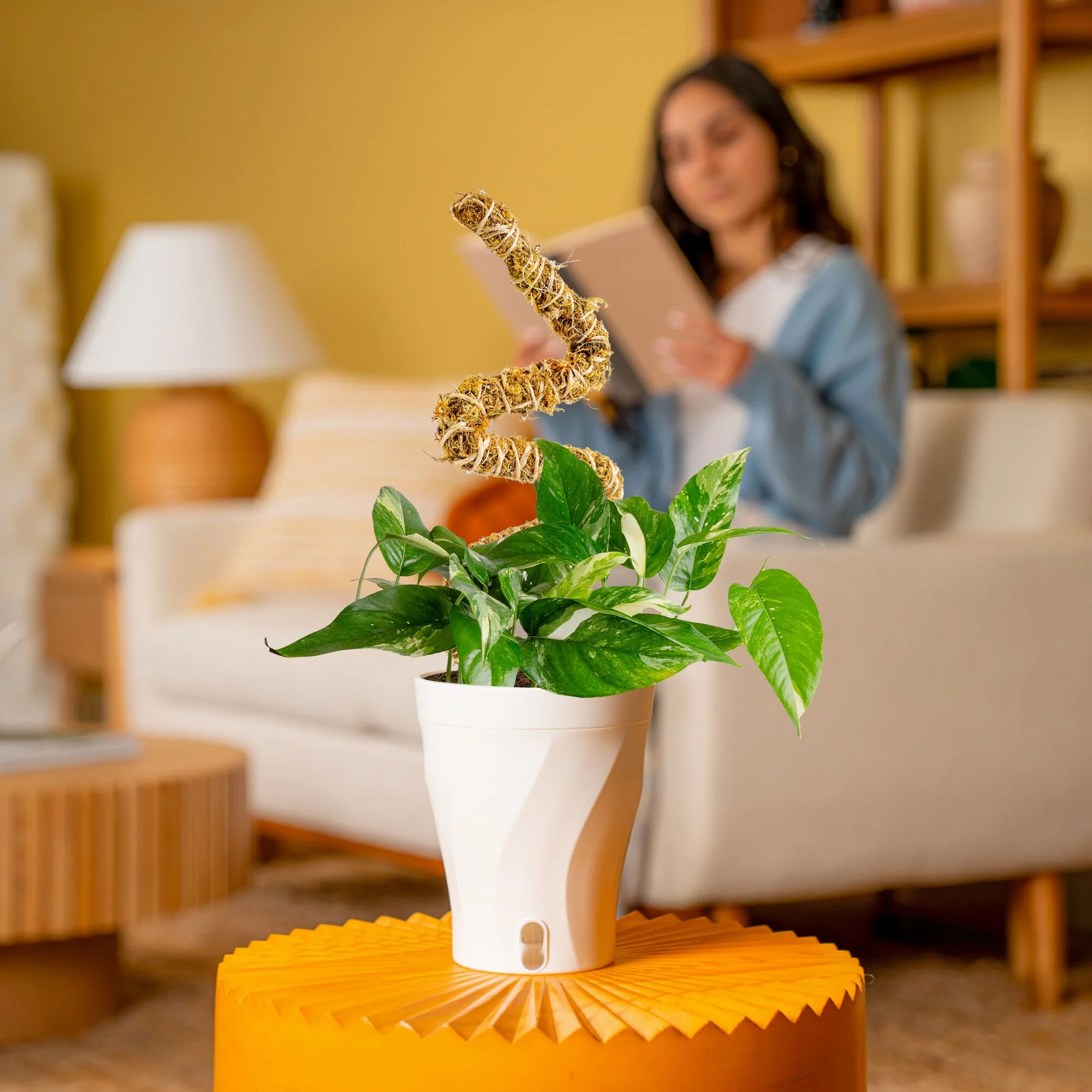 Albo Pothos | medium - Image 13