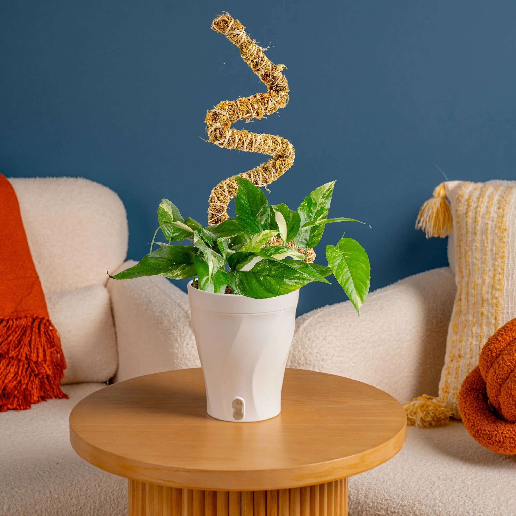 Albo Pothos | medium - Image 14