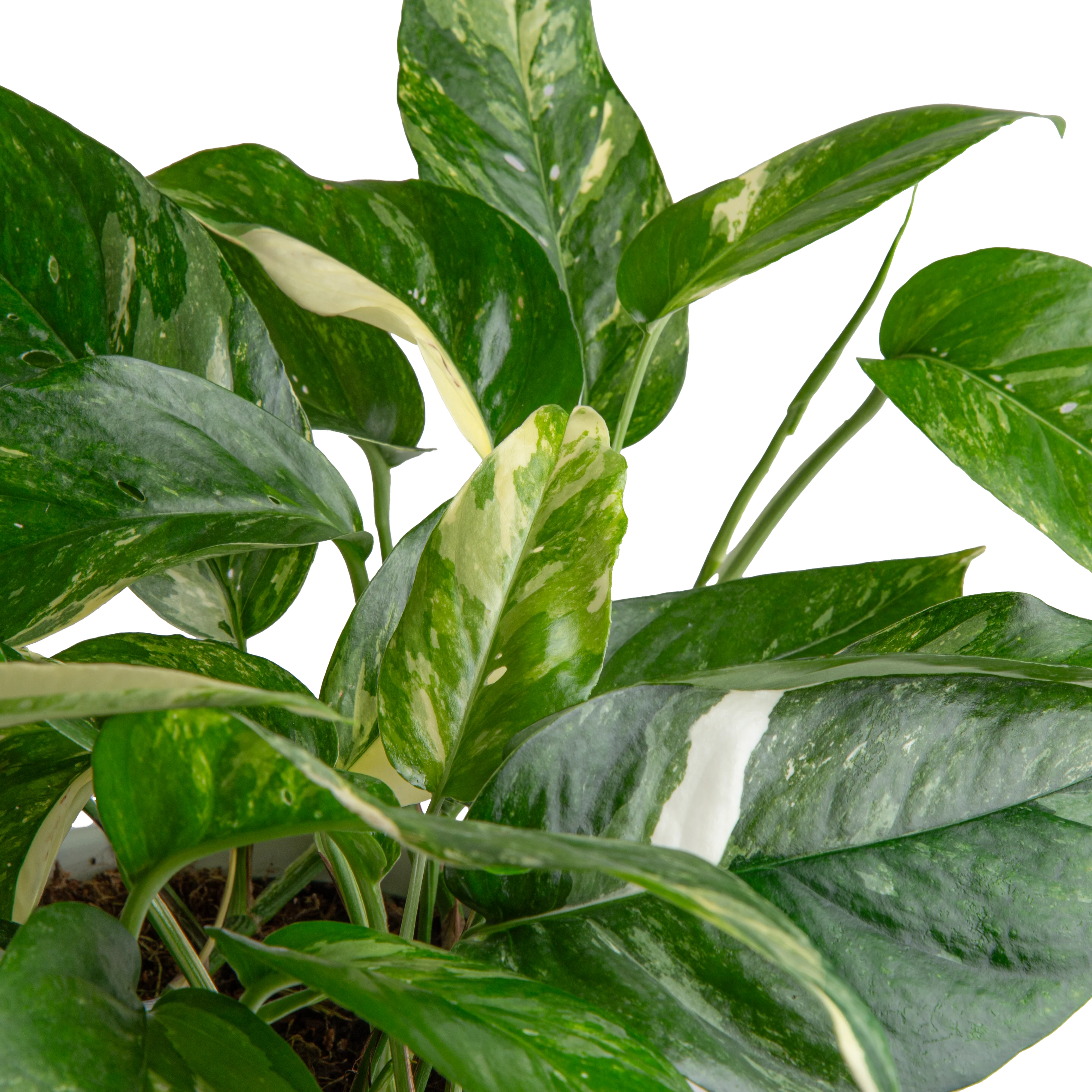 Albo Pothos | medium - Image 3
