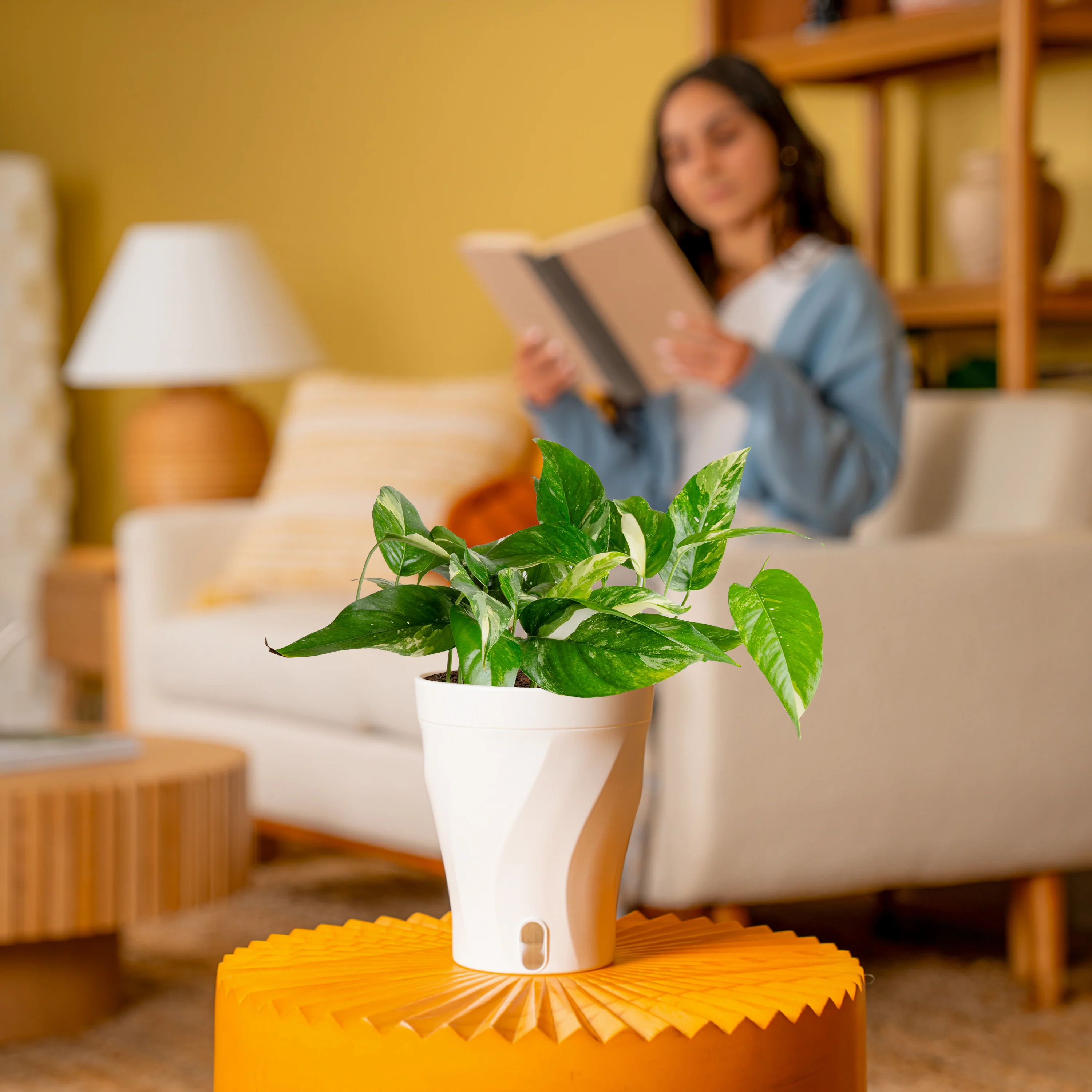 Albo Pothos | medium - Image 4