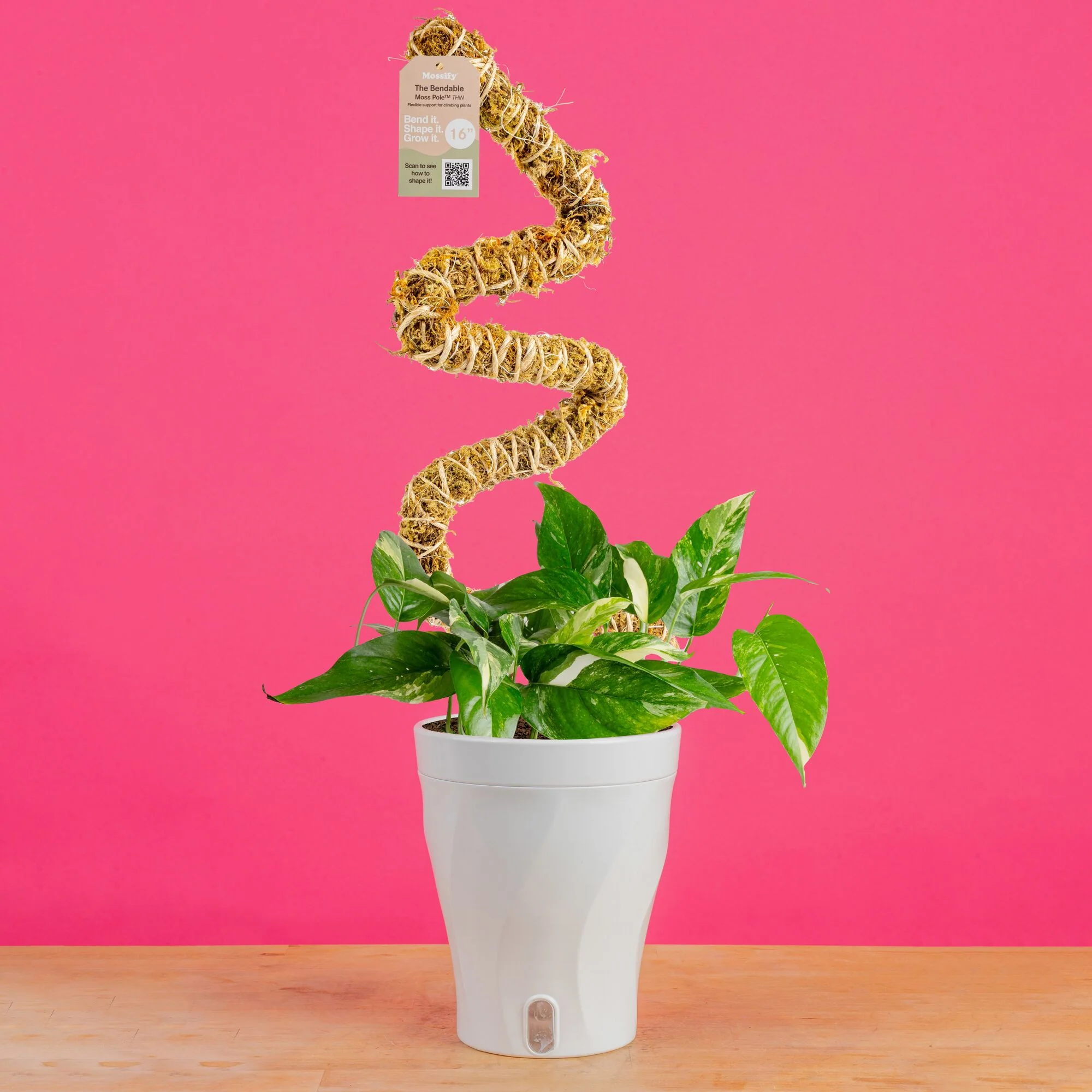 Albo Pothos | medium - Image 9