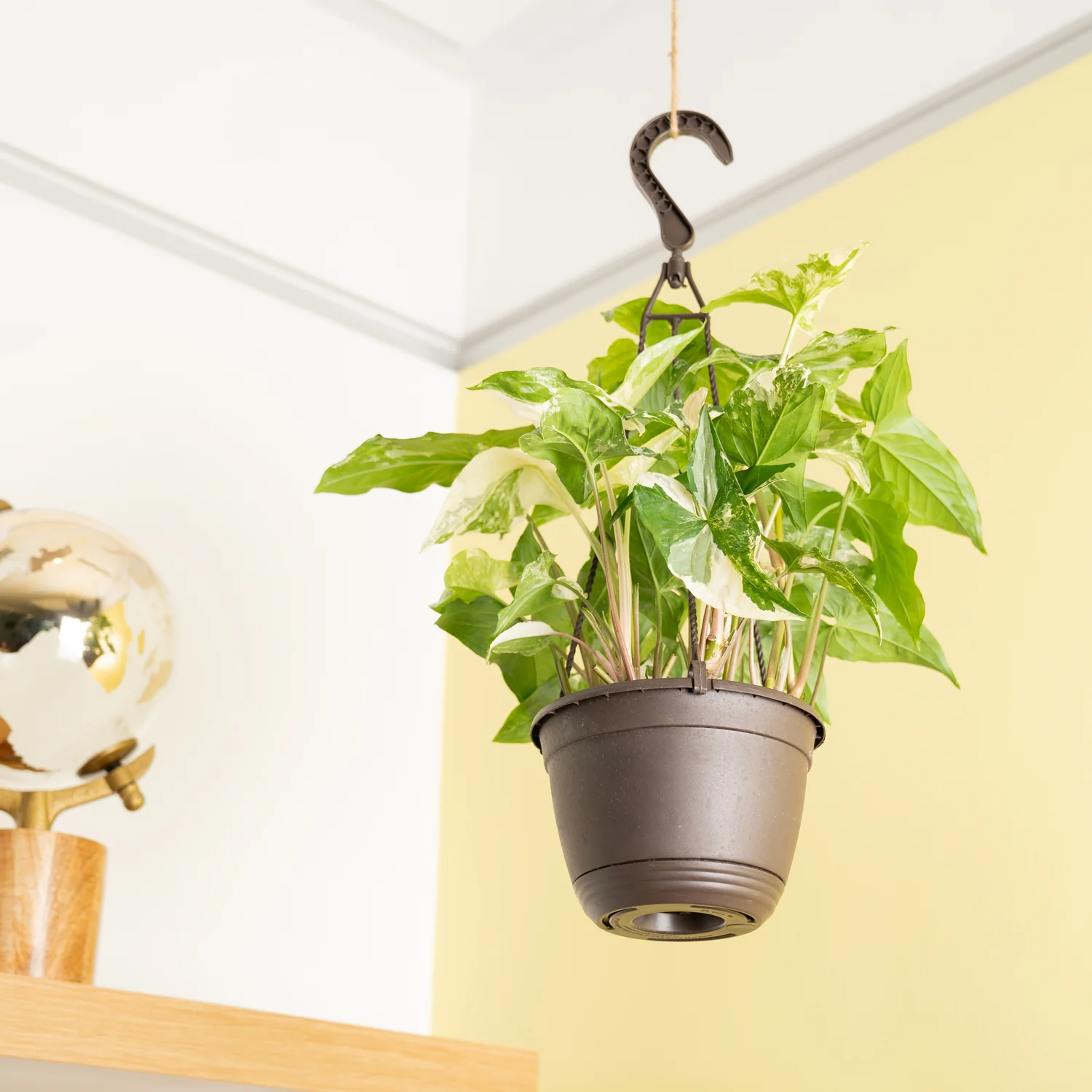 Albo Syngonium | medium - Image 3