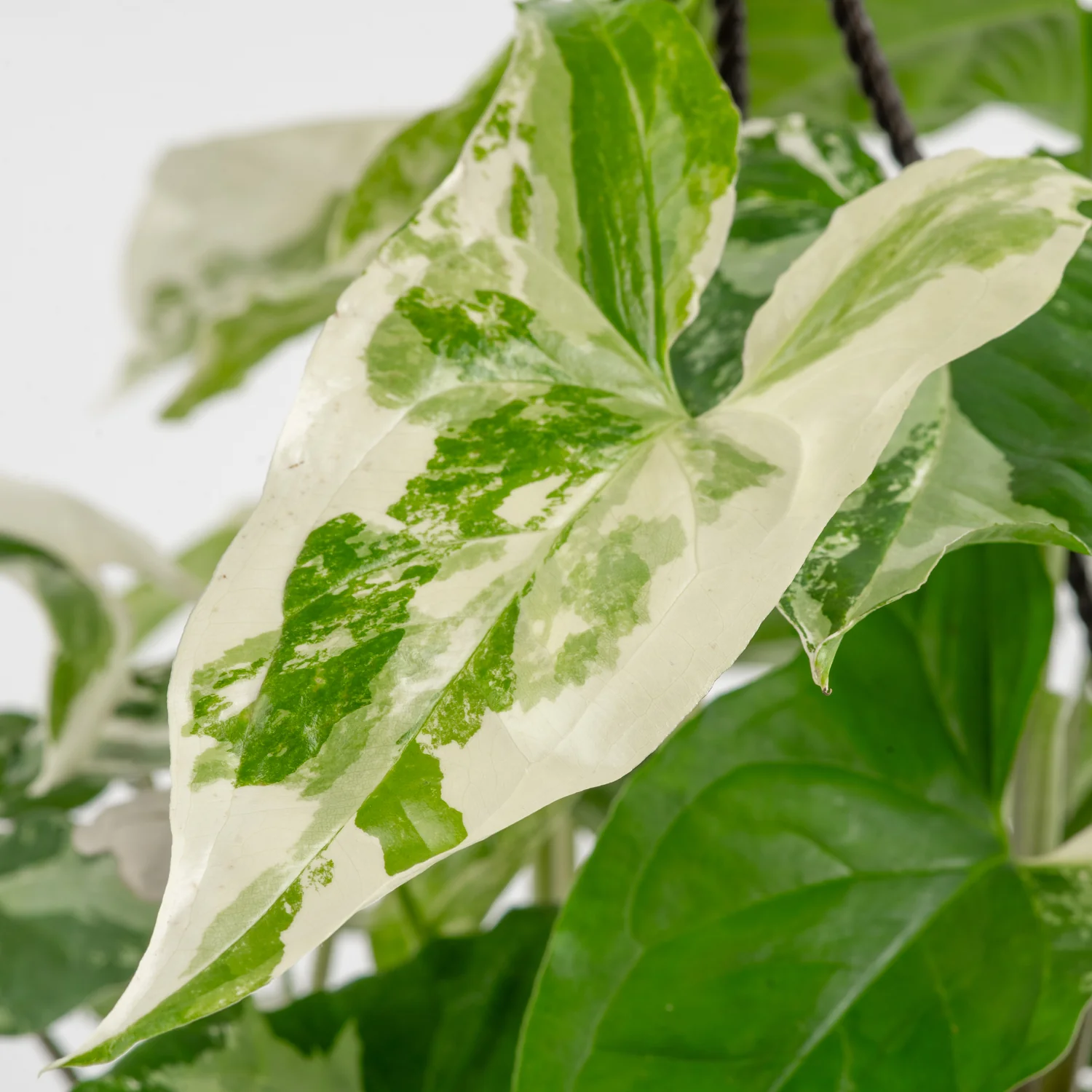 Albo Syngonium | medium - Image 4