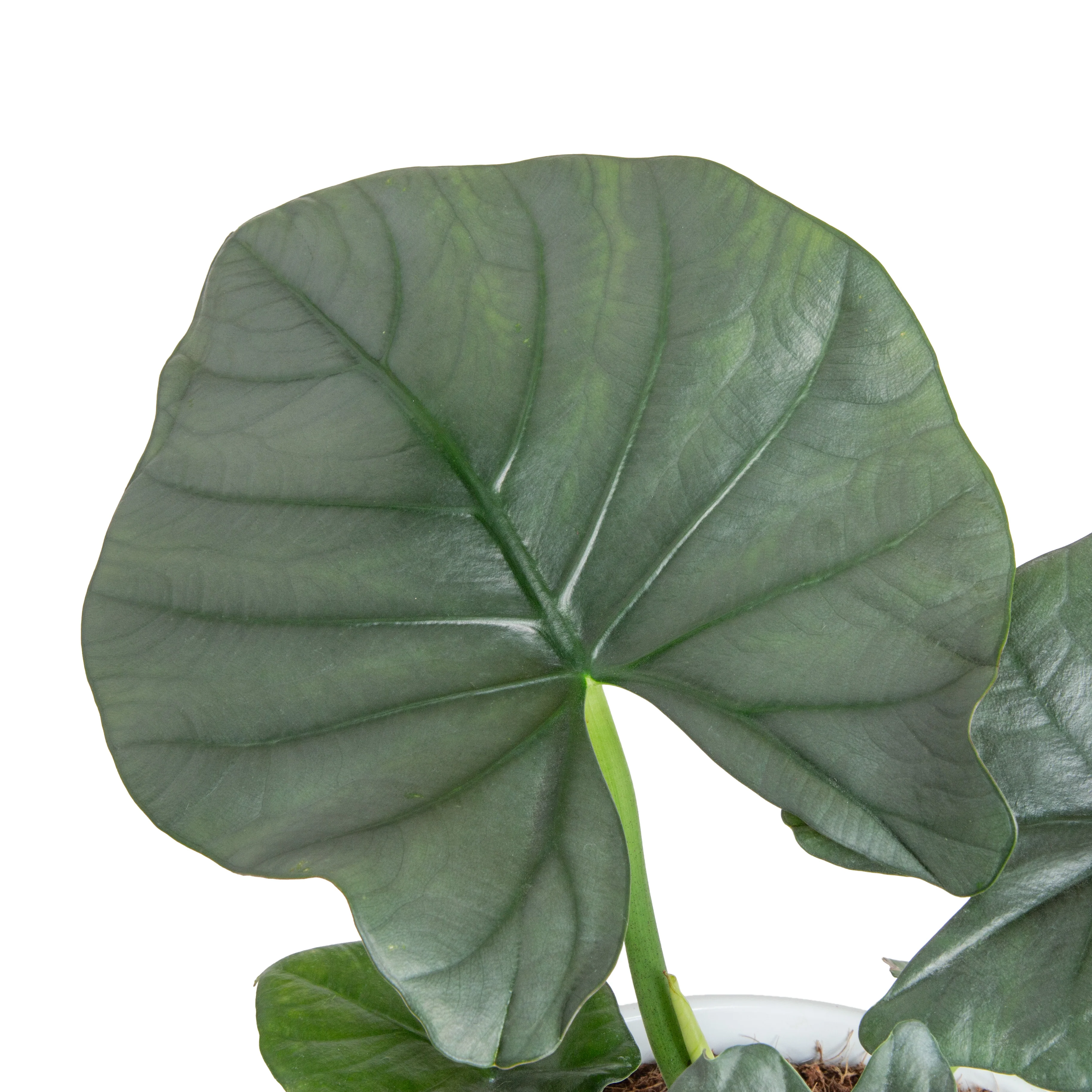 Alocasia Reginae | medium - Image 3
