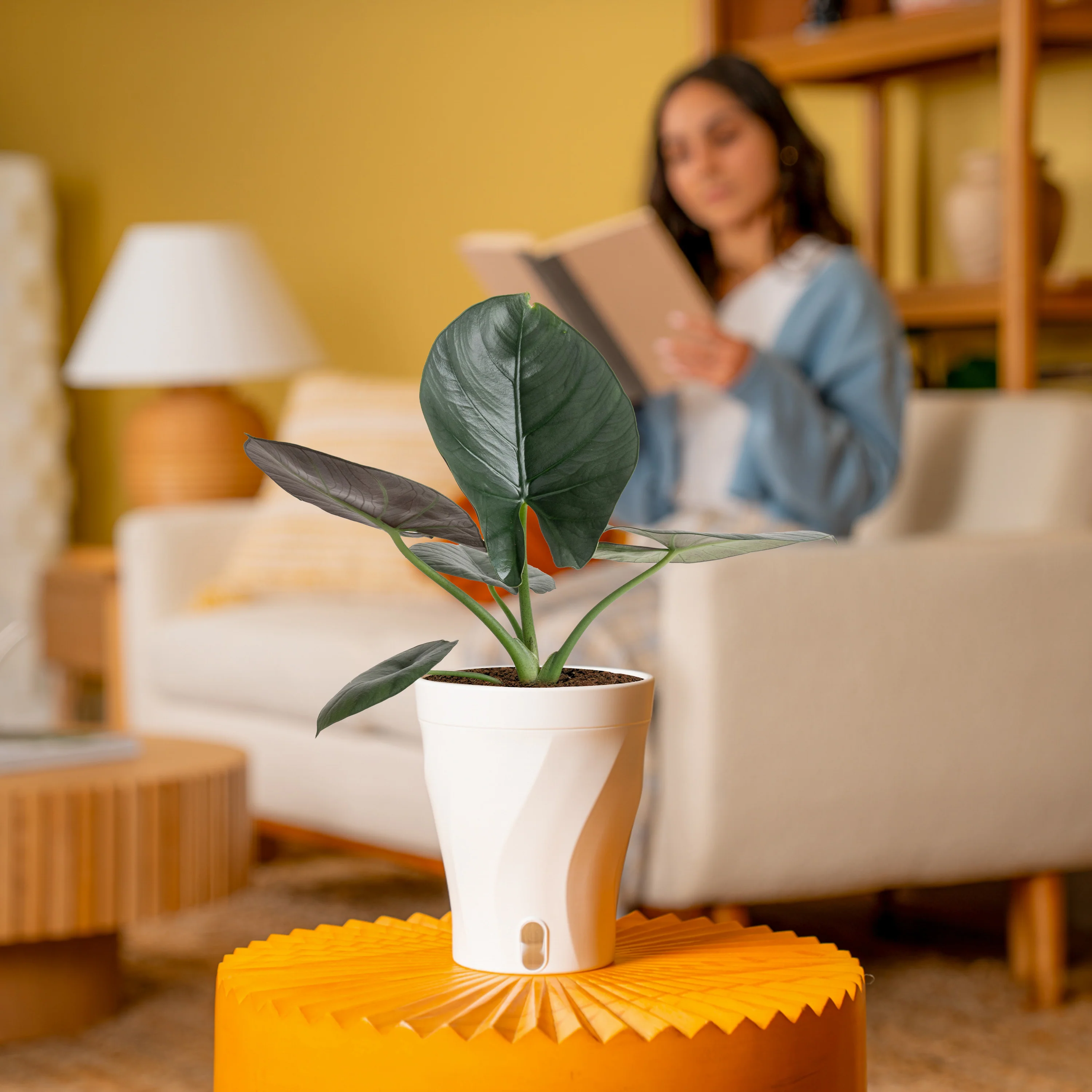Alocasia Reginae | medium - Image 4