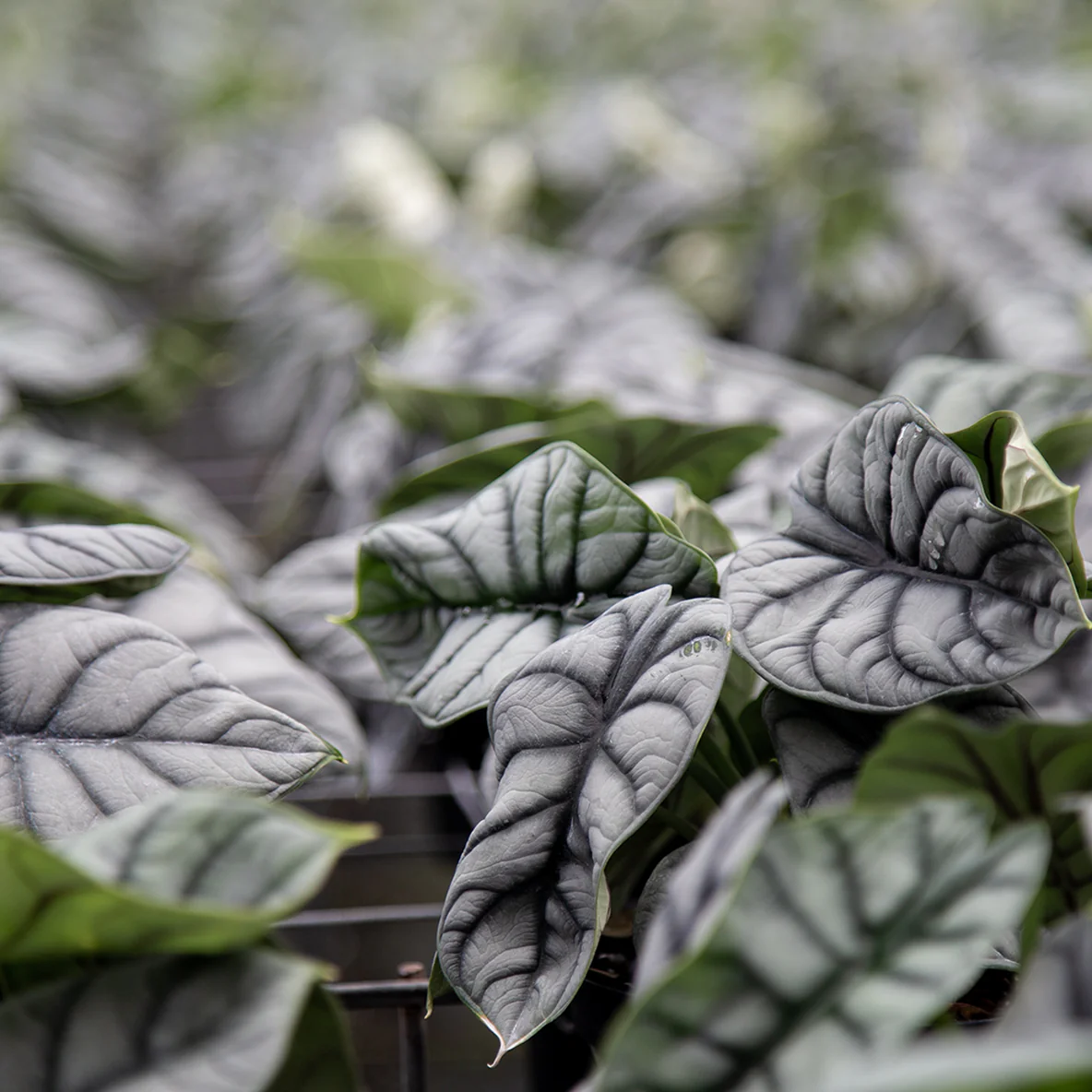 Alocasia Silver Dragon | medium - Image 3
