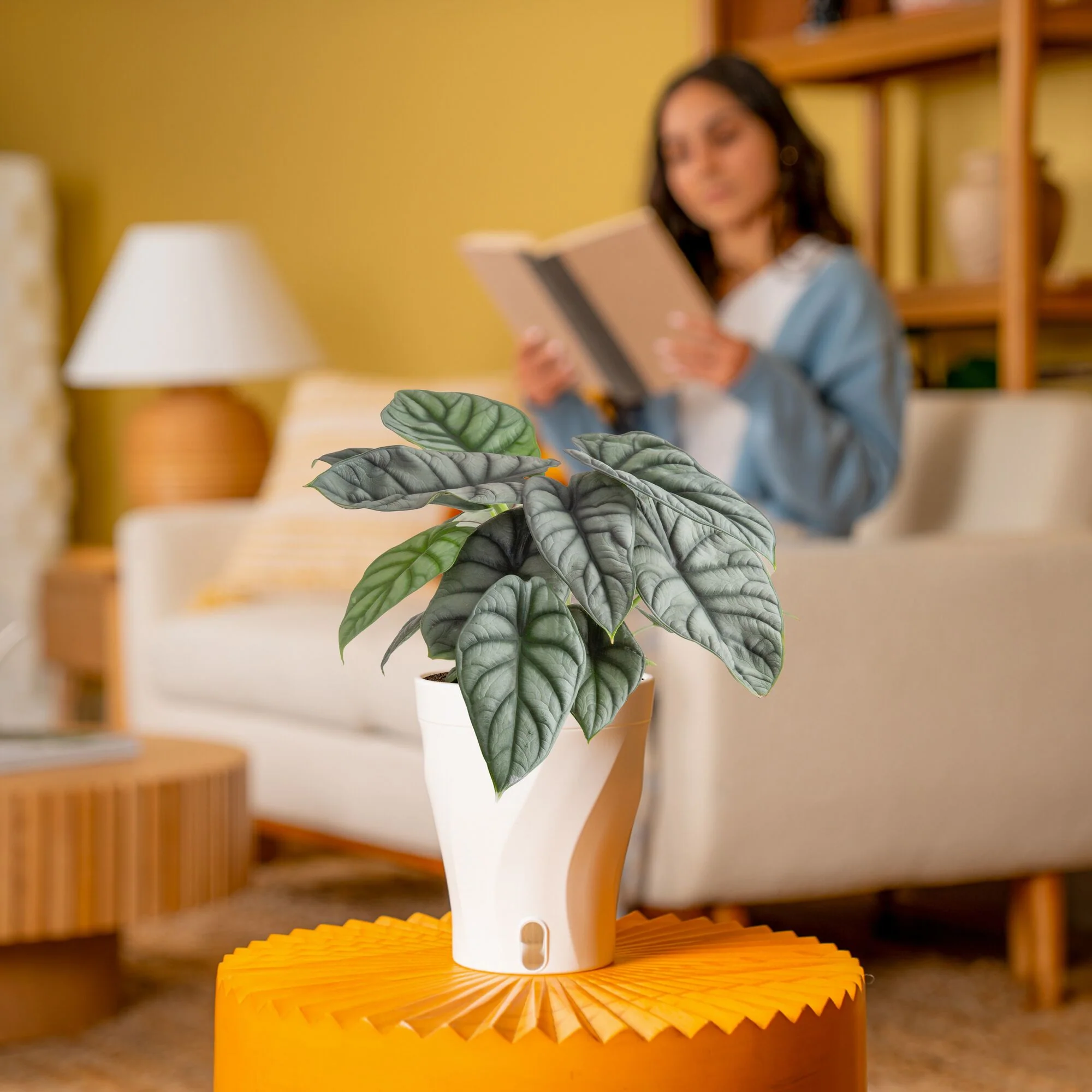 Alocasia Silver Dragon | medium - Image 4