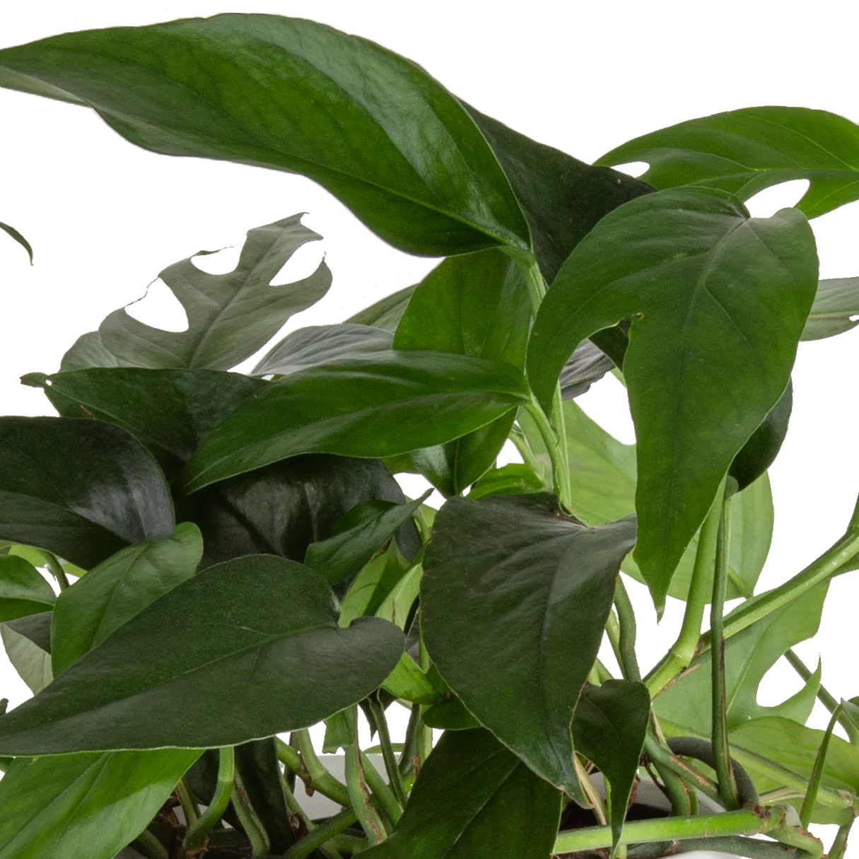 Baltic Blue Pothos | medium - Image 3
