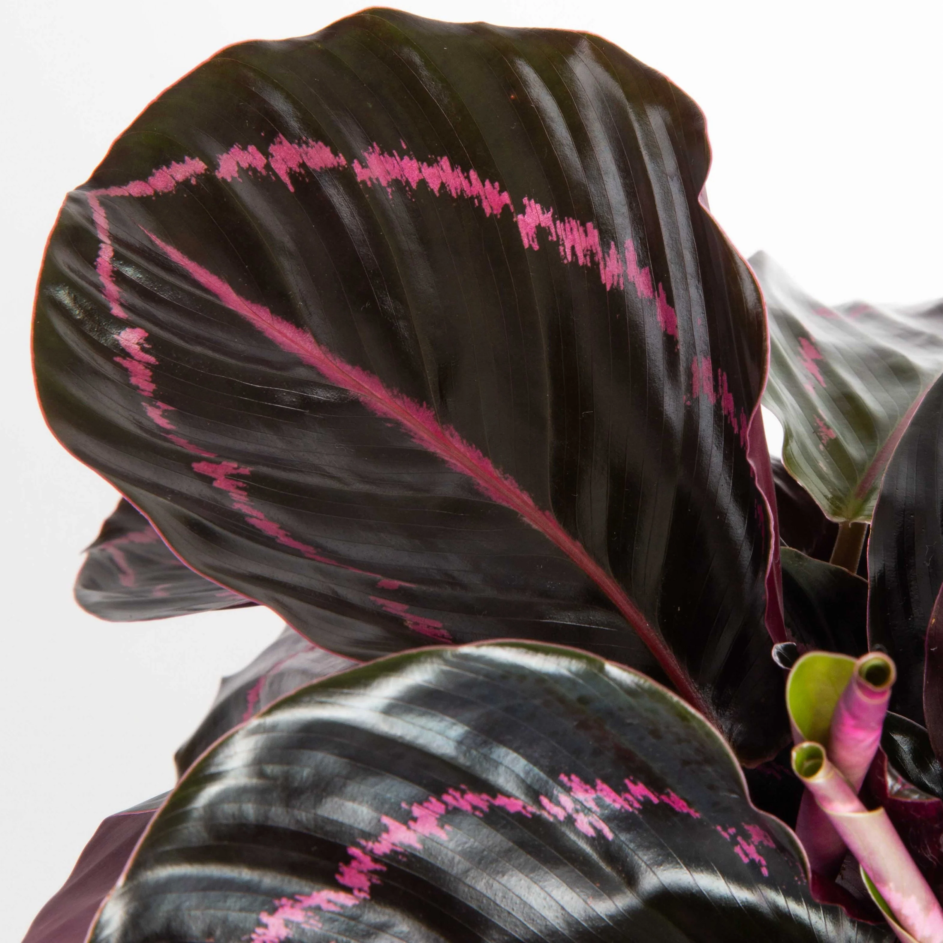 Calathea Dottie | medium - Image 3