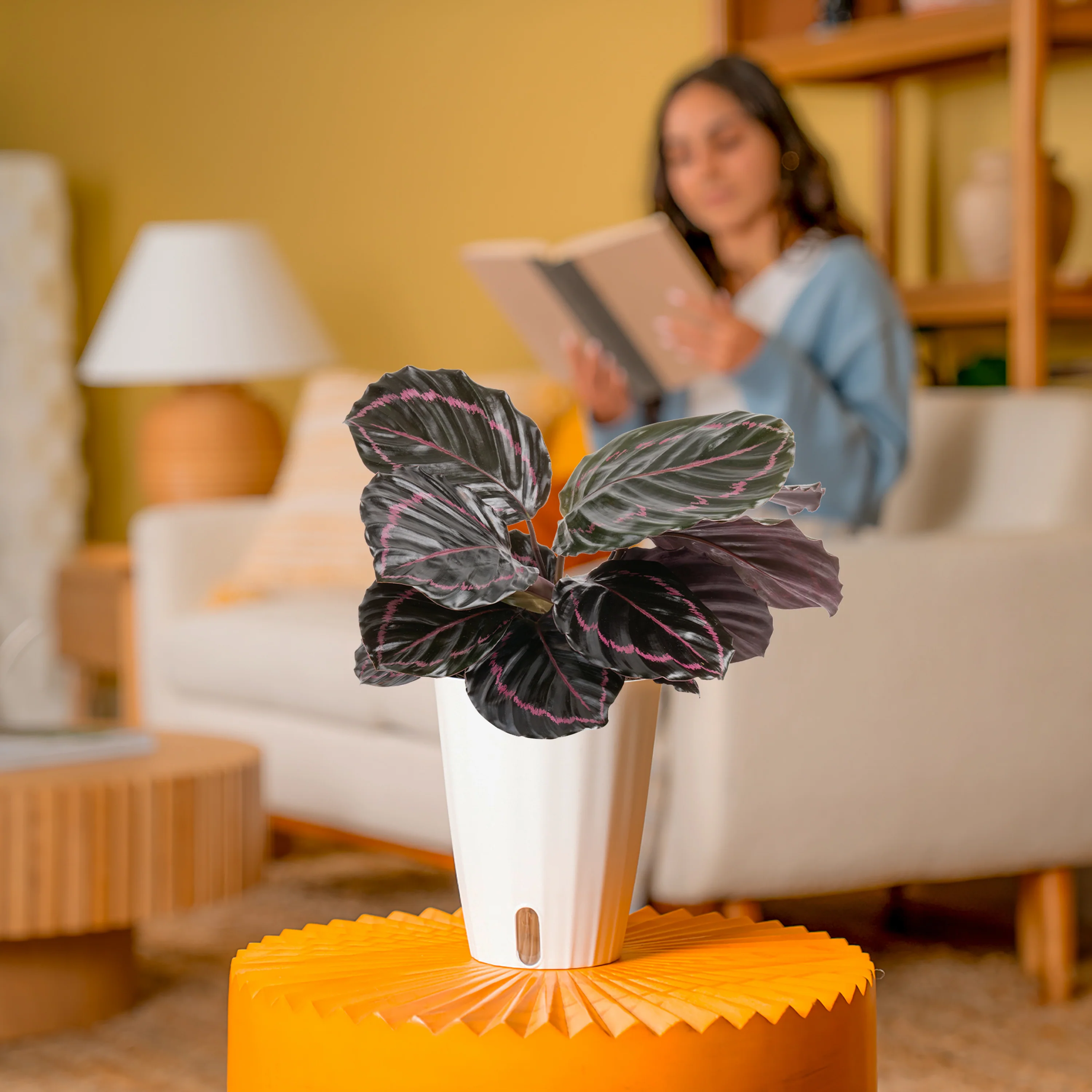 Calathea Dottie | medium - Image 4