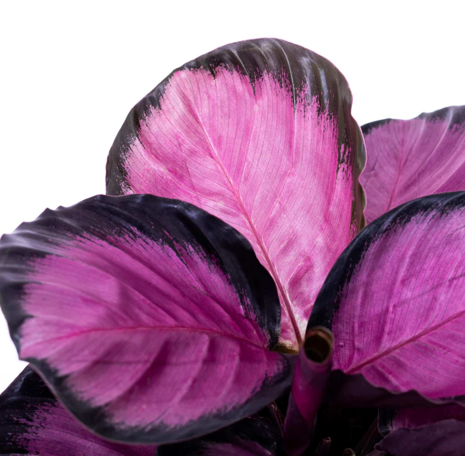 Calathea Pink Star | medium - Image 3
