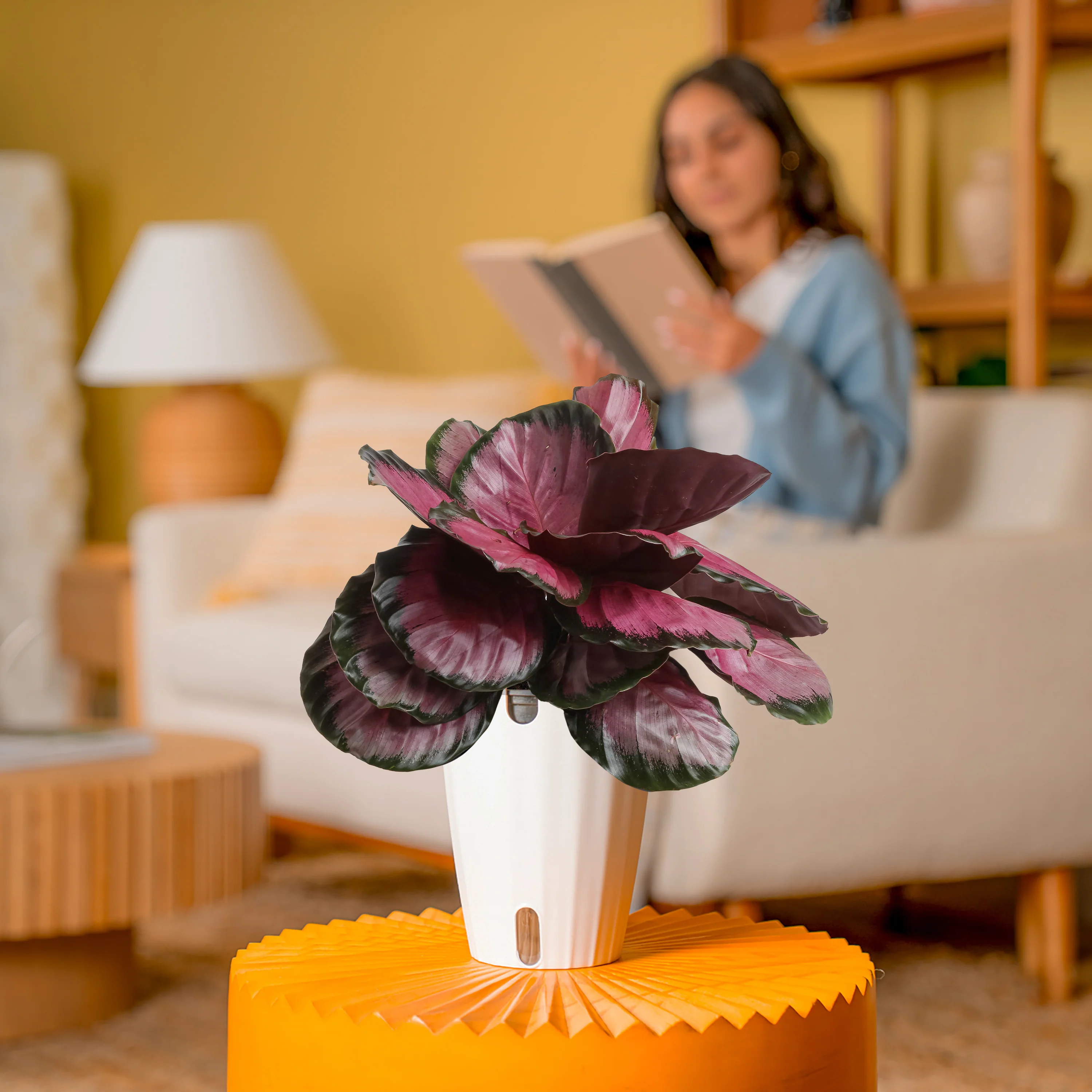 Calathea Pink Star | medium - Image 4