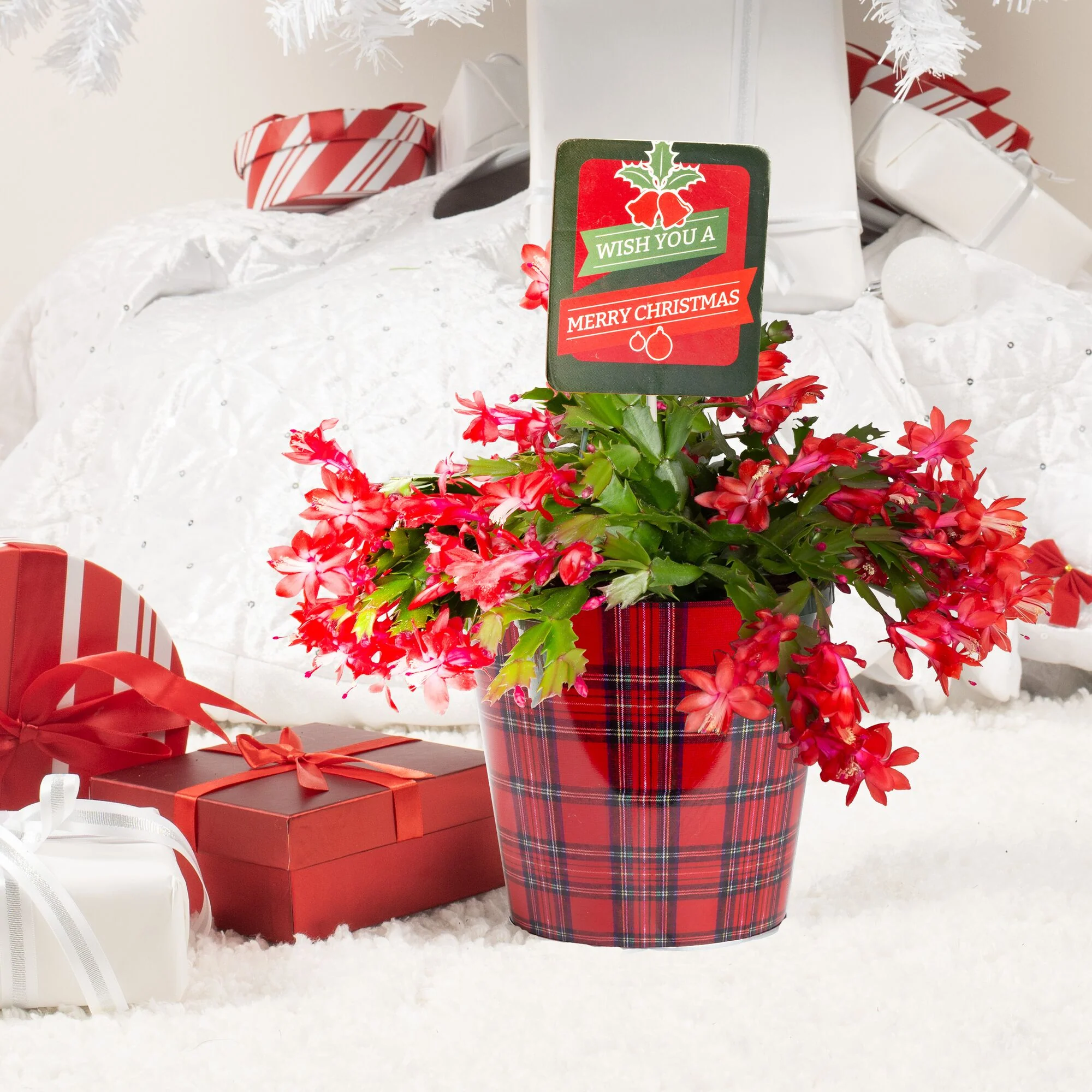 Zygo Holiday Cactus | medium - Image 3