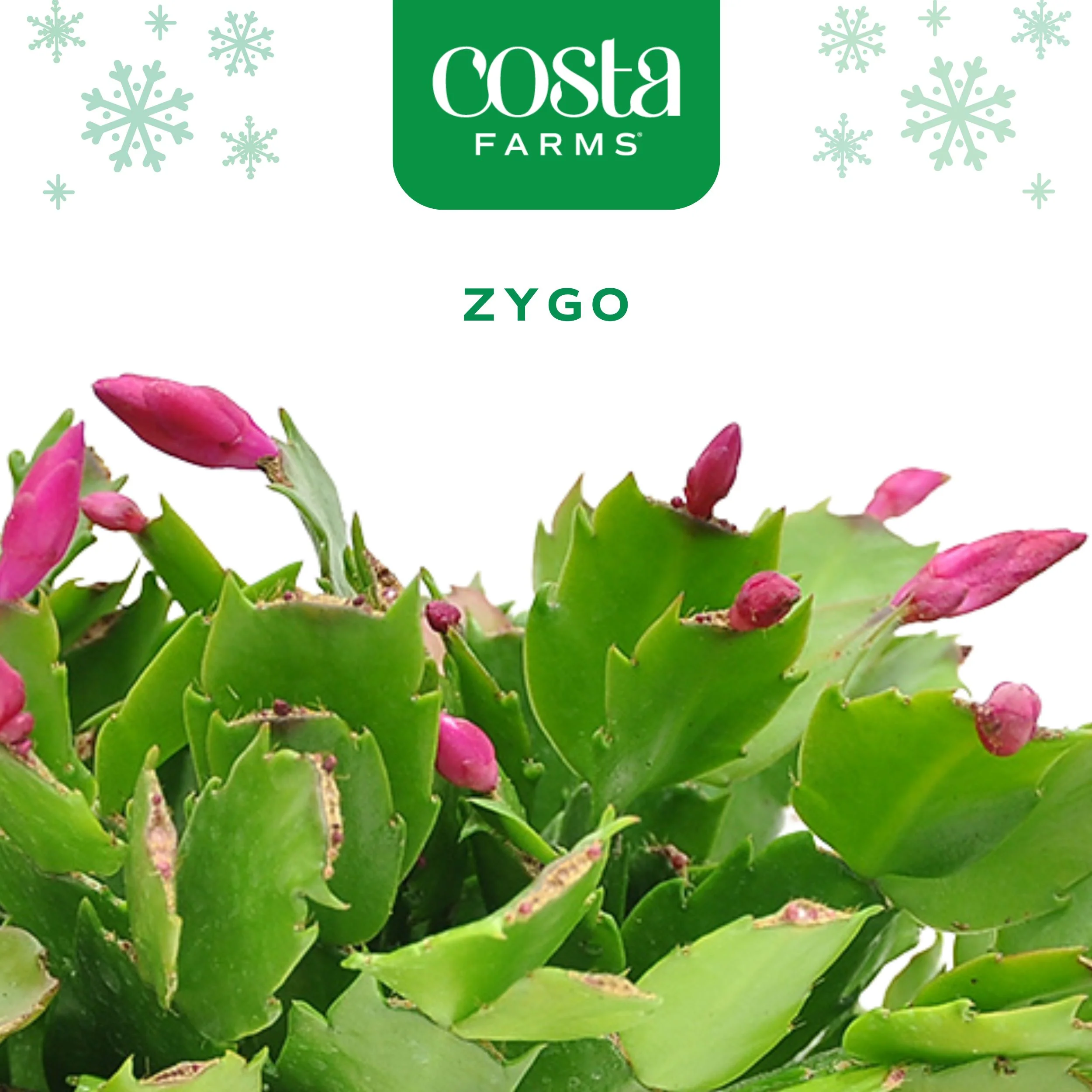 Zygo Holiday Cactus | medium - Image 4