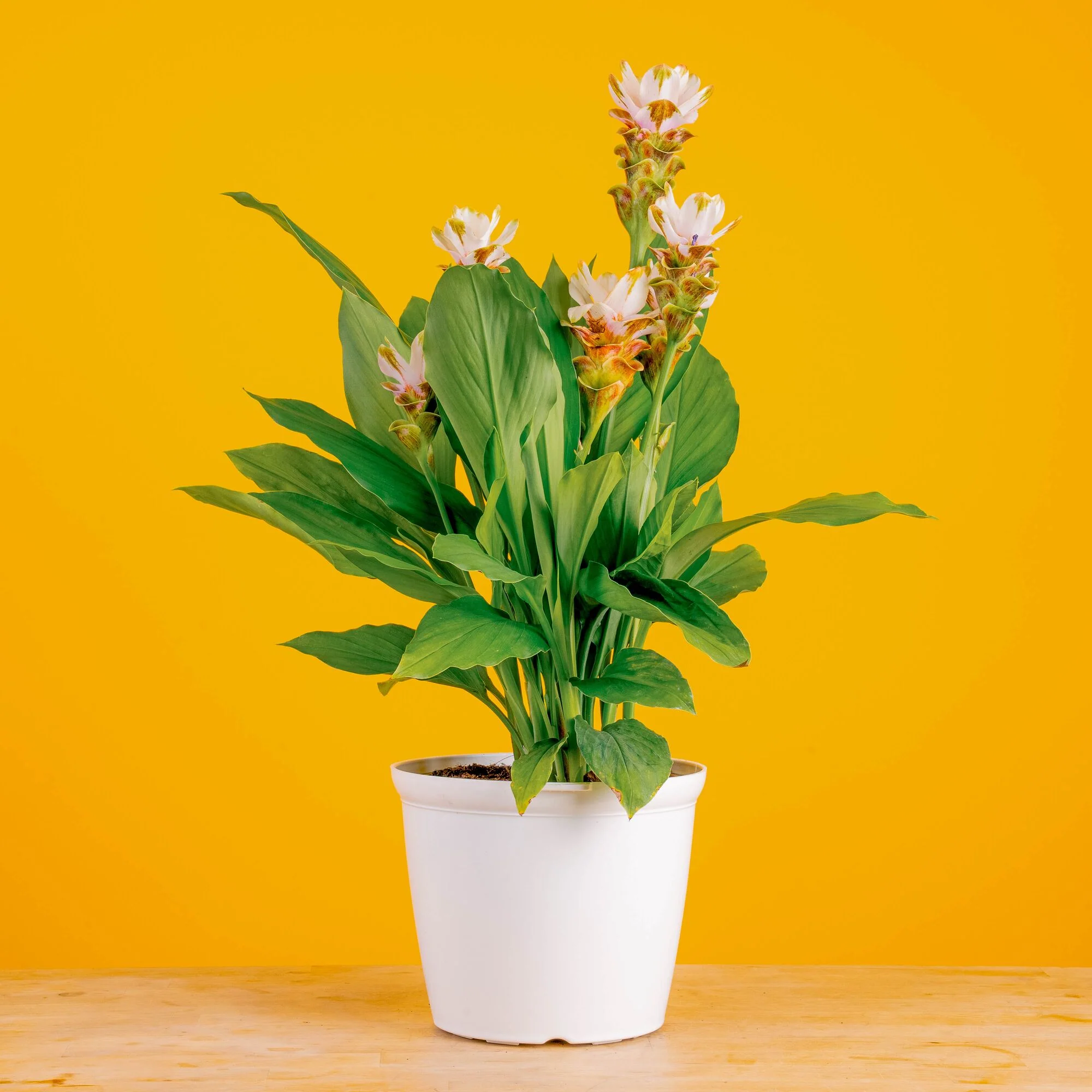 Curcuma Siam Carara Sparkling | medium