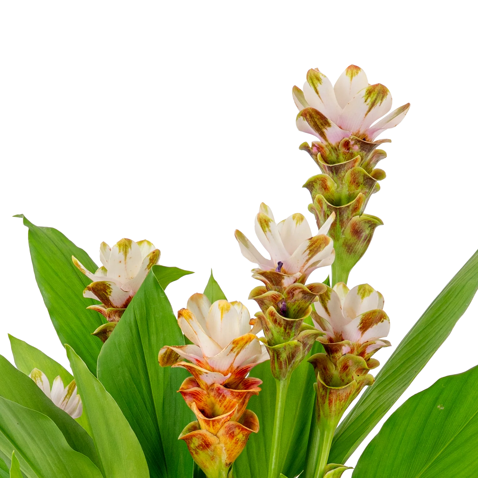 Curcuma Siam Carara Sparkling | medium - Image 3