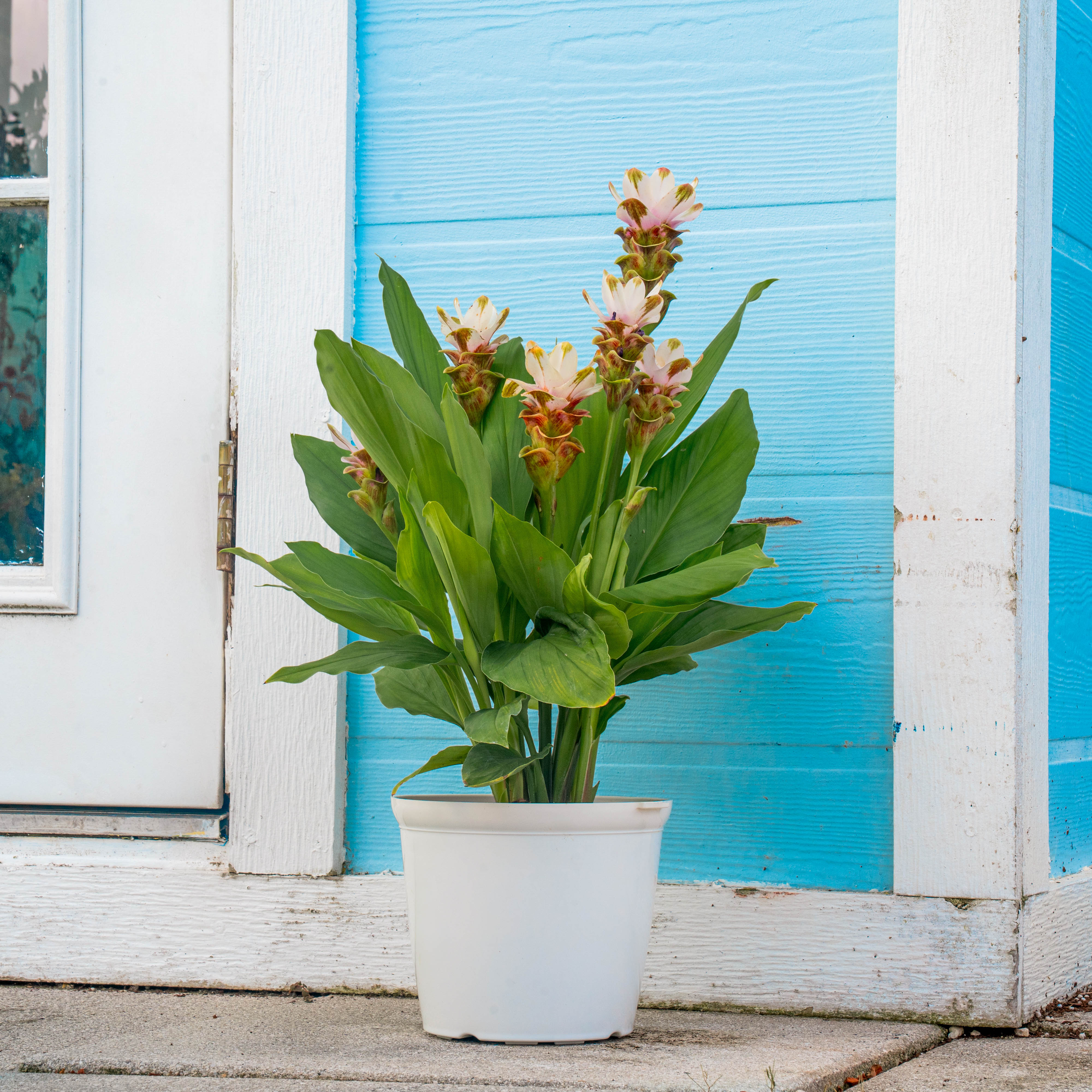 Curcuma Siam Carara Sparkling | medium - Image 4