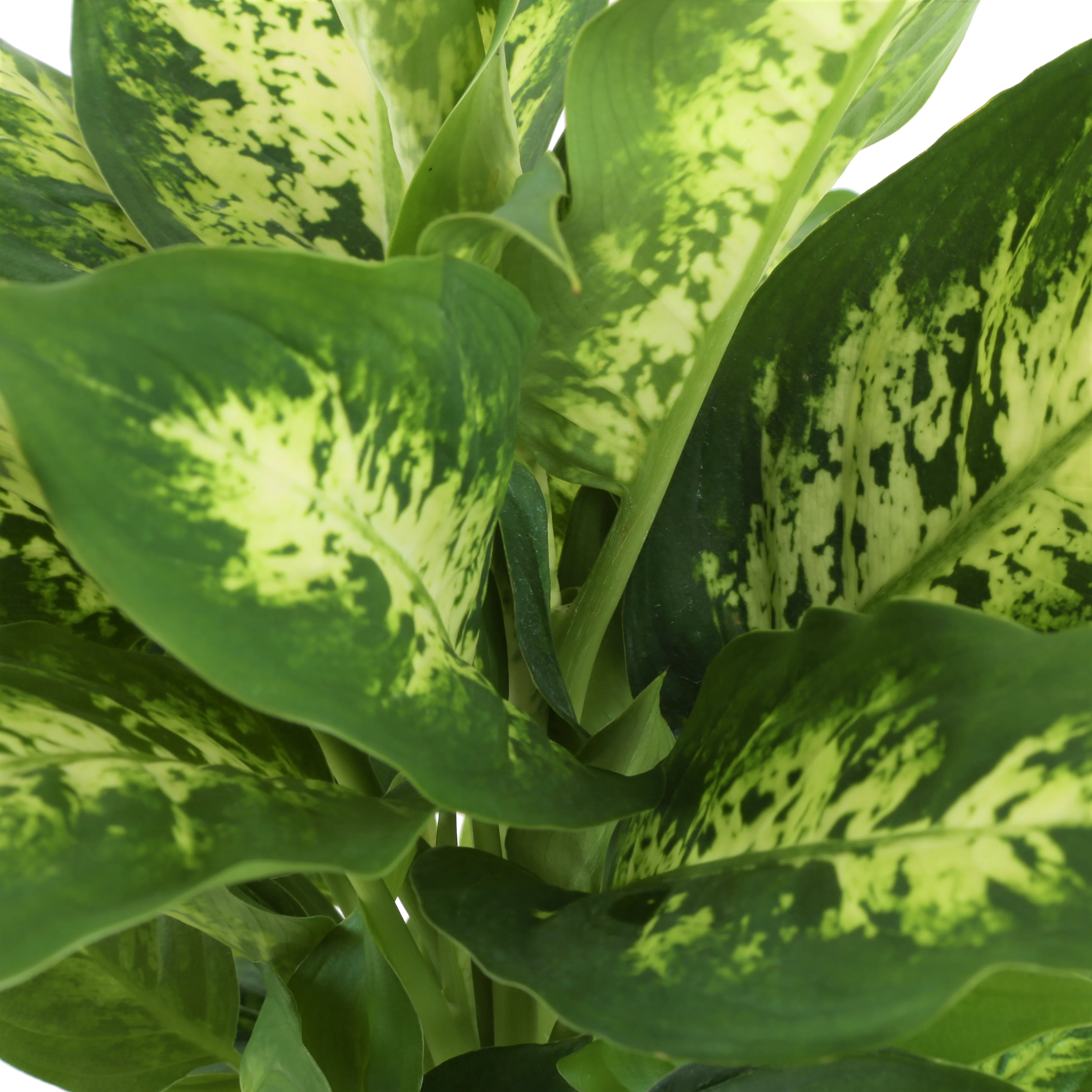 Dieffenbachia | medium - Image 3