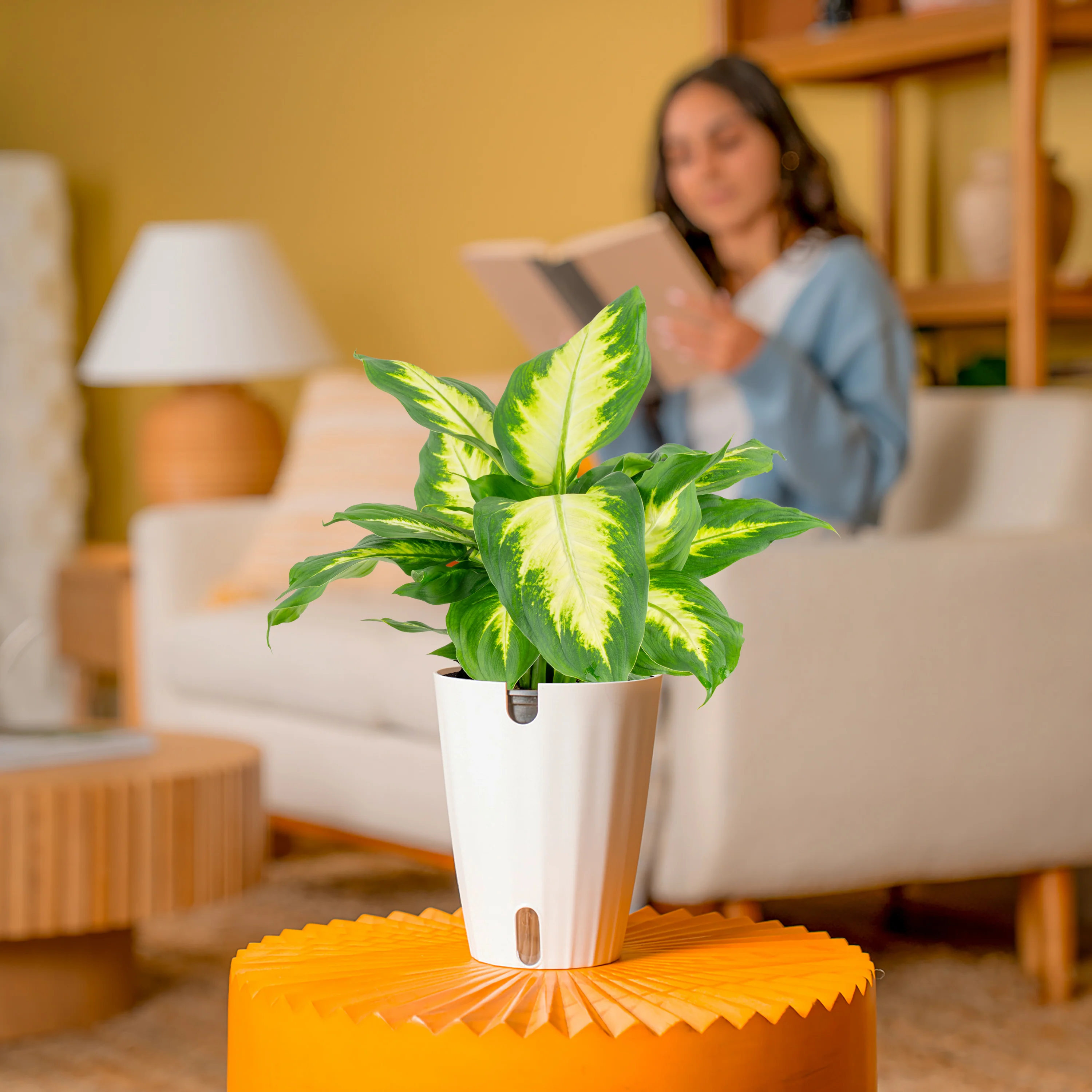 Dieffenbachia | medium - Image 4