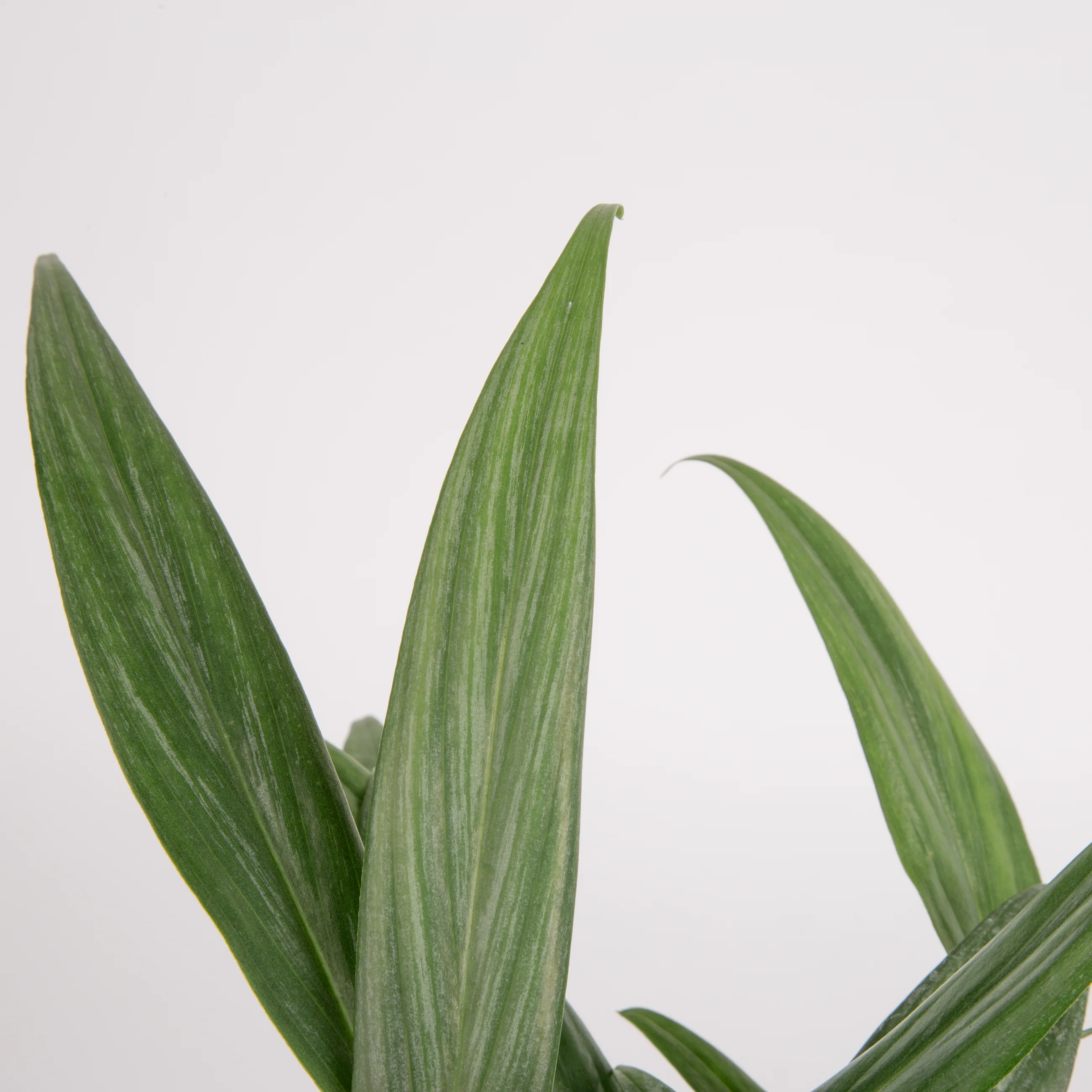 Epipremnum amplissimum | medium - Image 3