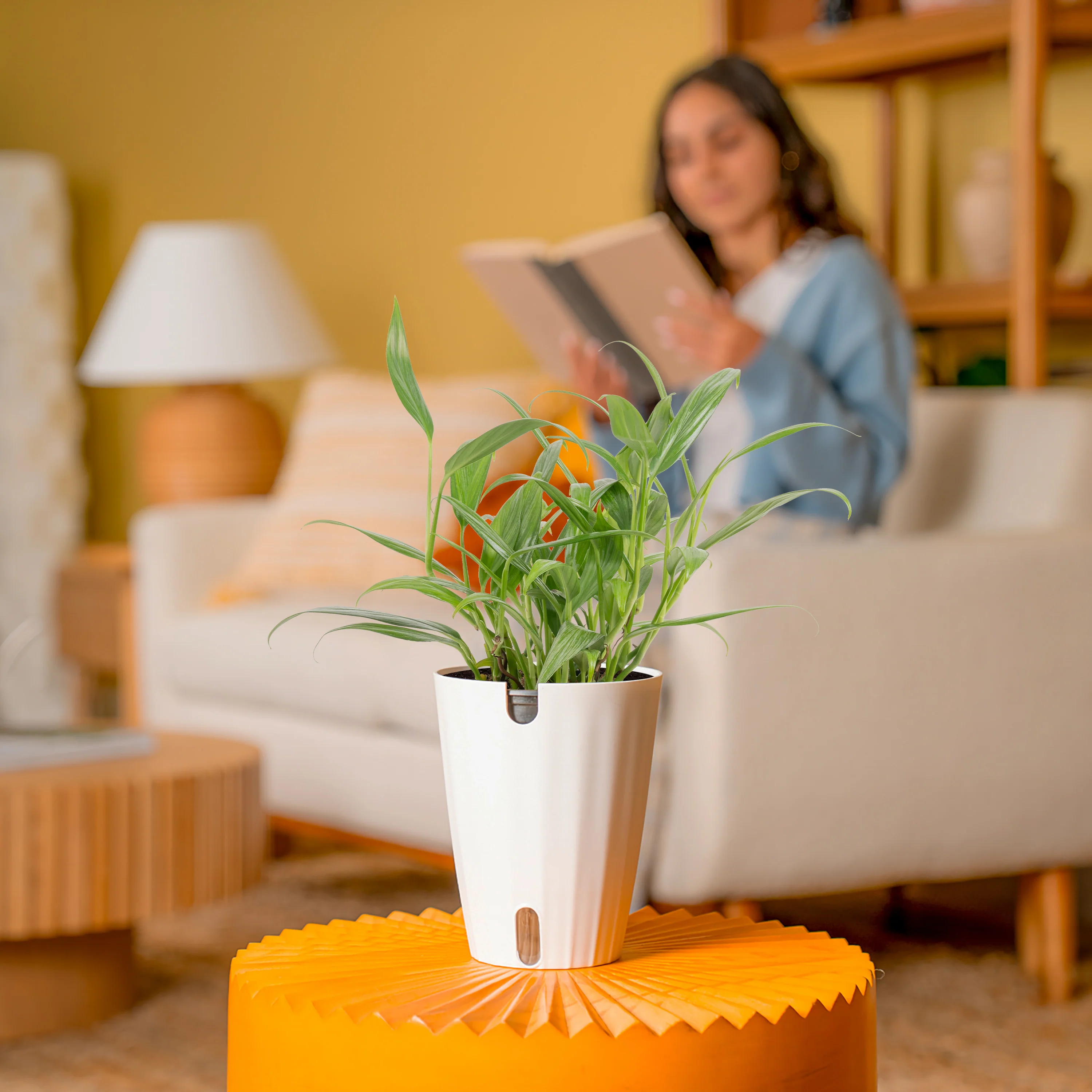 Epipremnum amplissimum | medium - Image 4