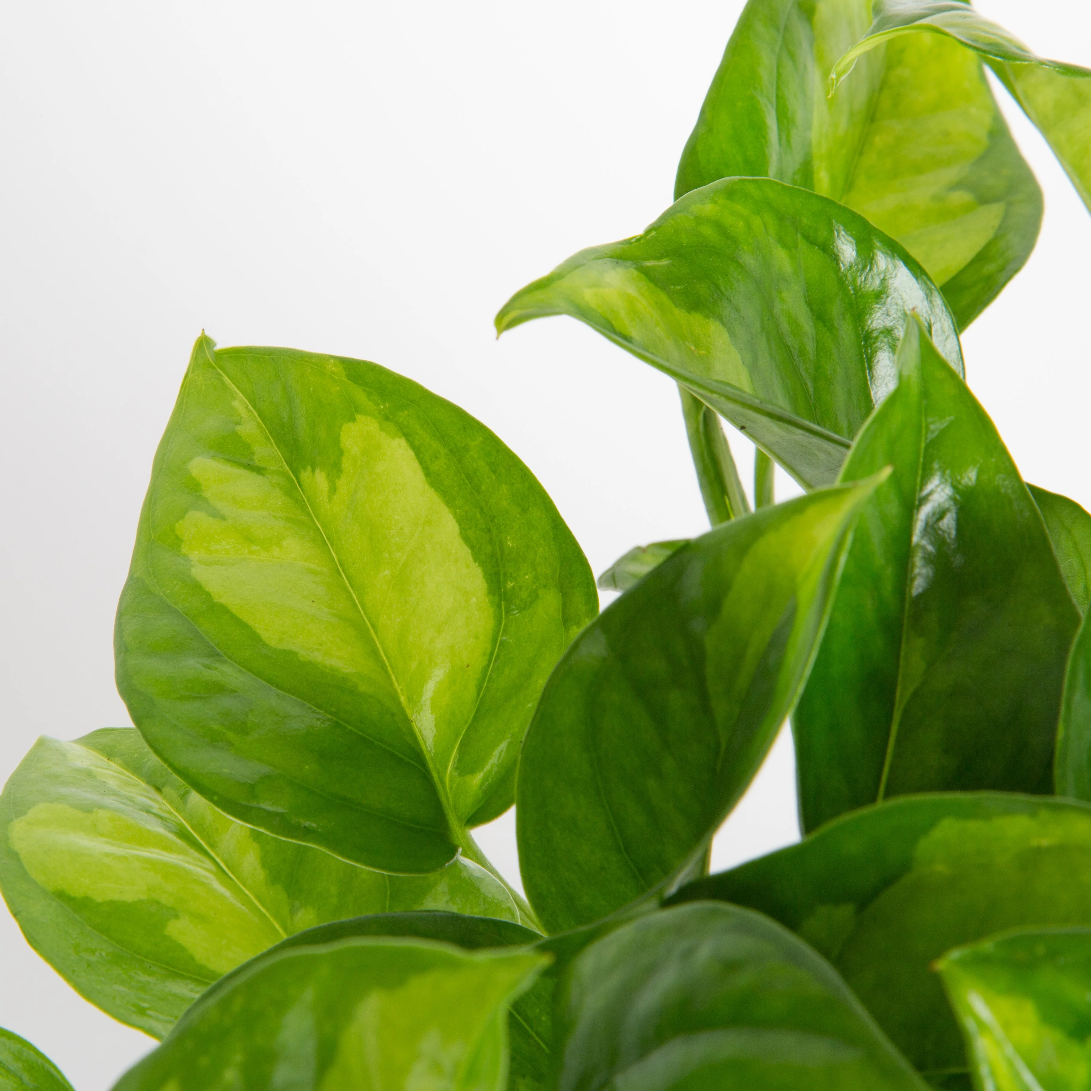 Global Green Pothos | medium - Image 3