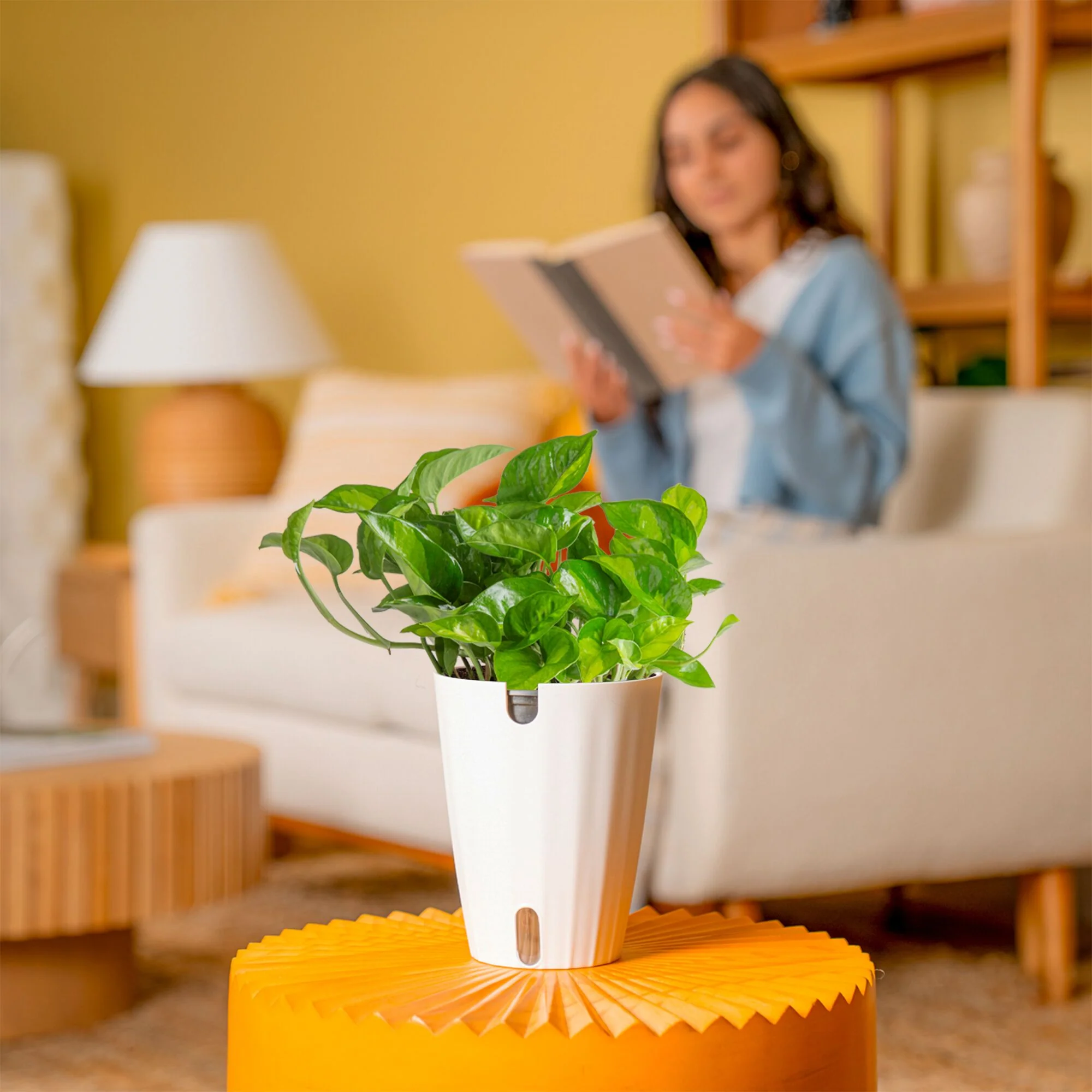 Global Green Pothos | medium - Image 4