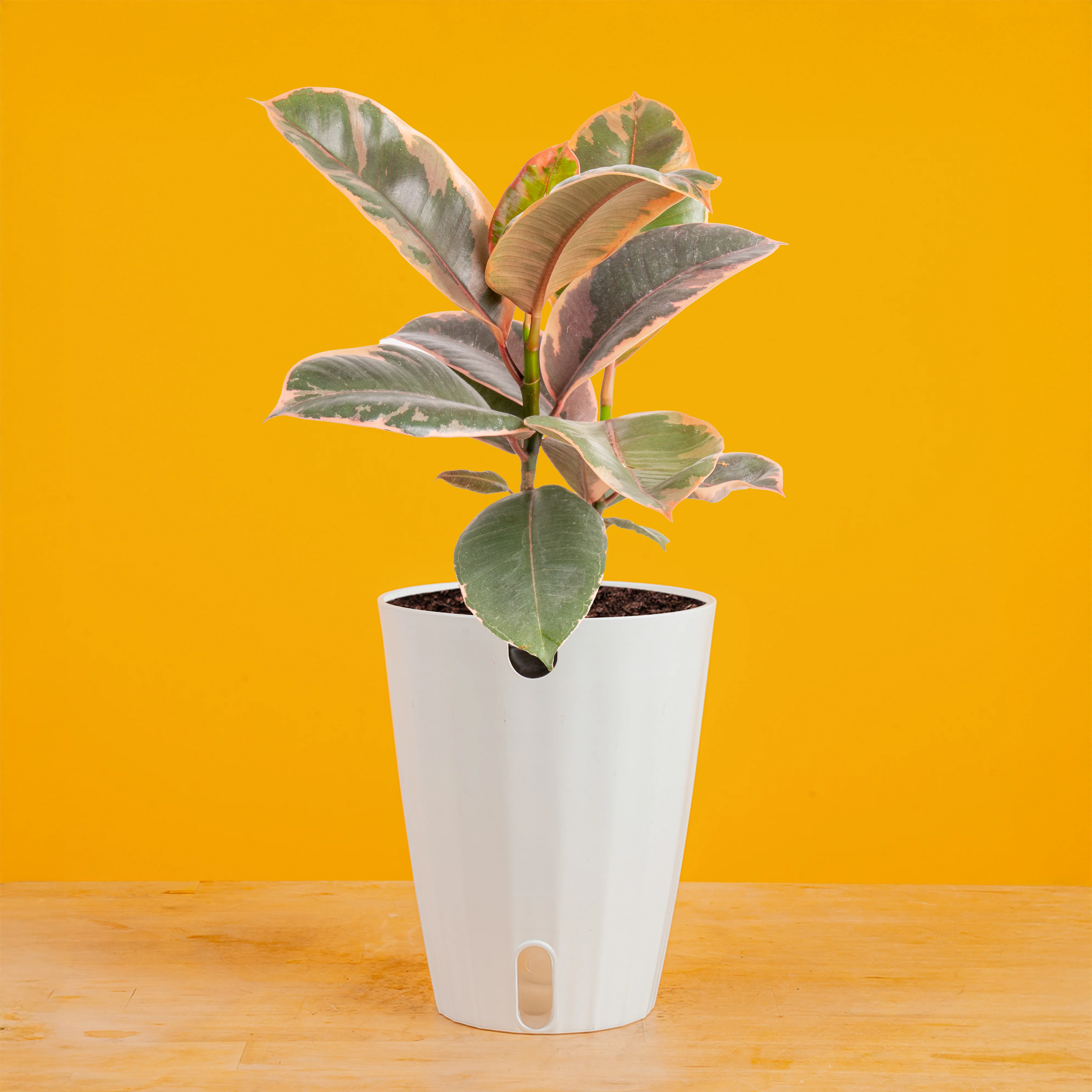 Ficus Ruby | medium