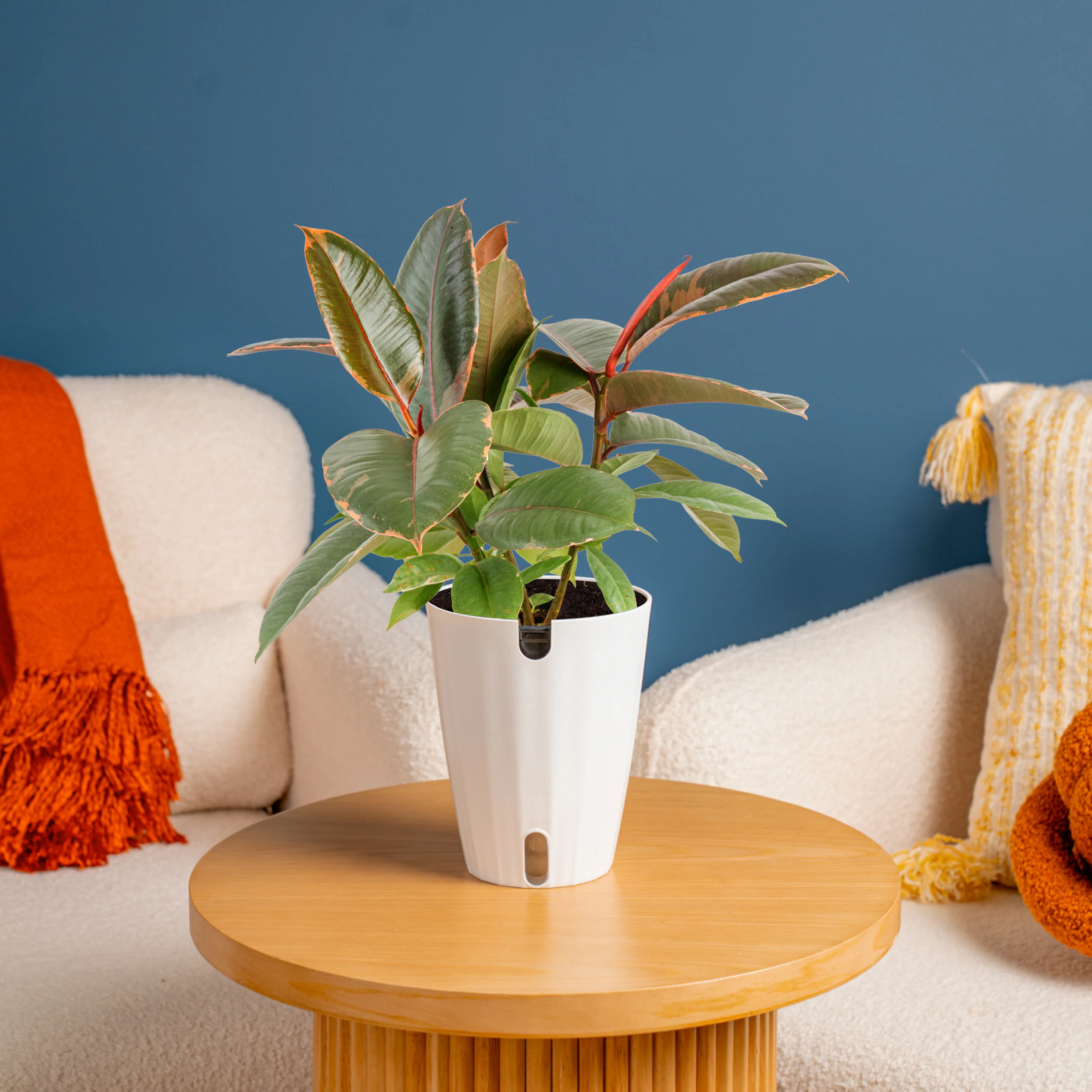 Ficus Ruby | medium - Image 2