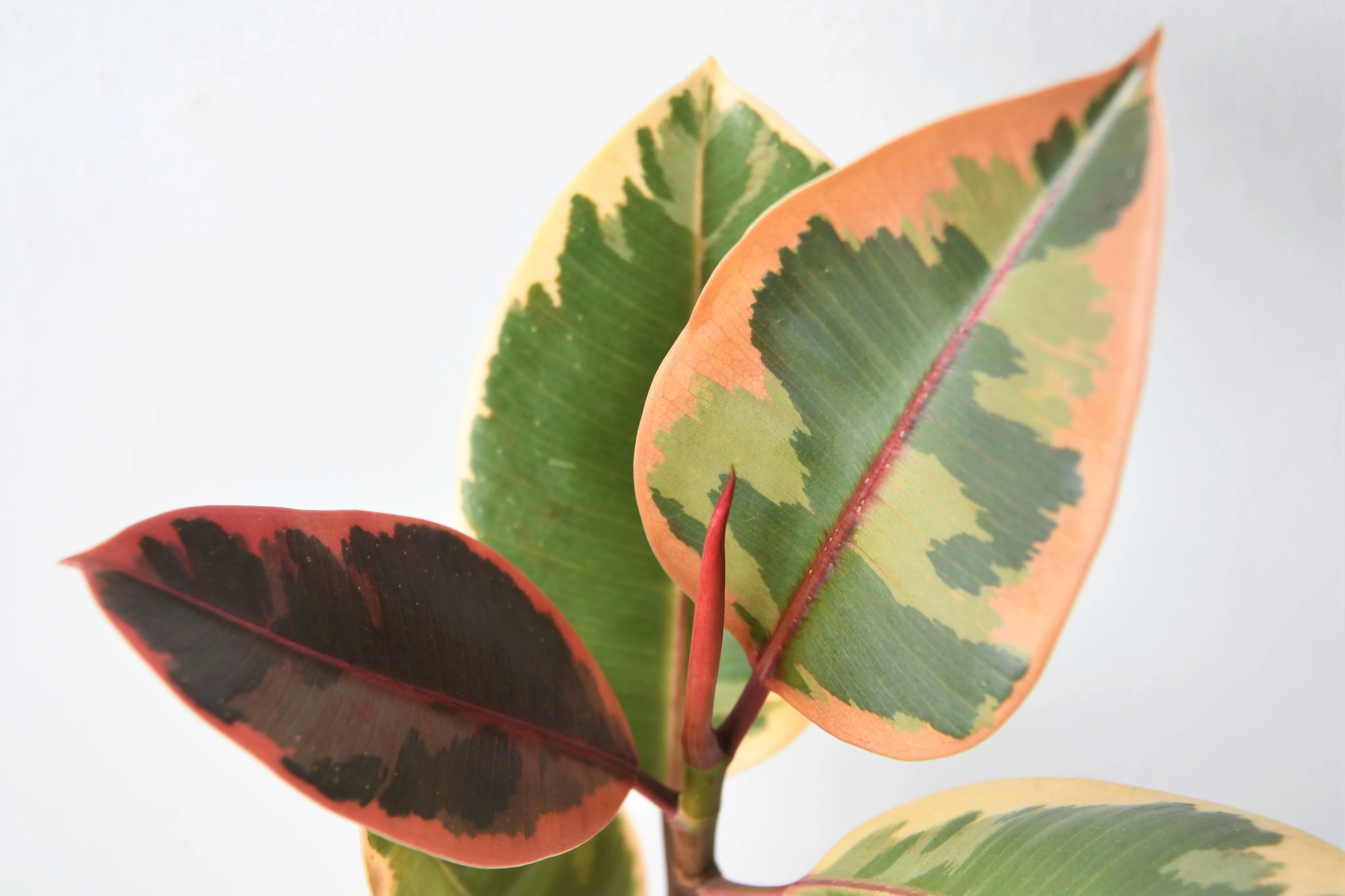Ficus Ruby | medium - Image 3