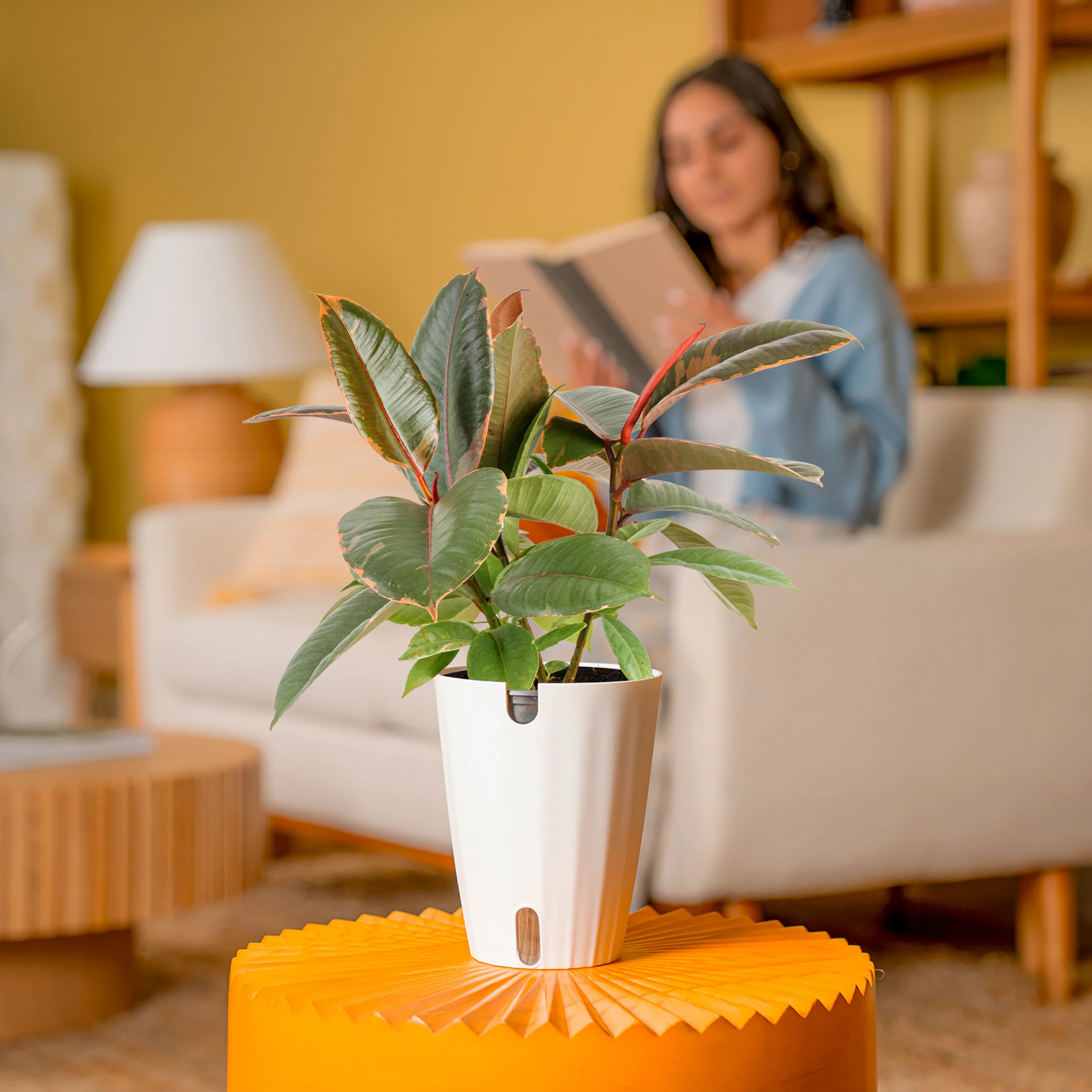 Ficus Ruby | medium - Image 4