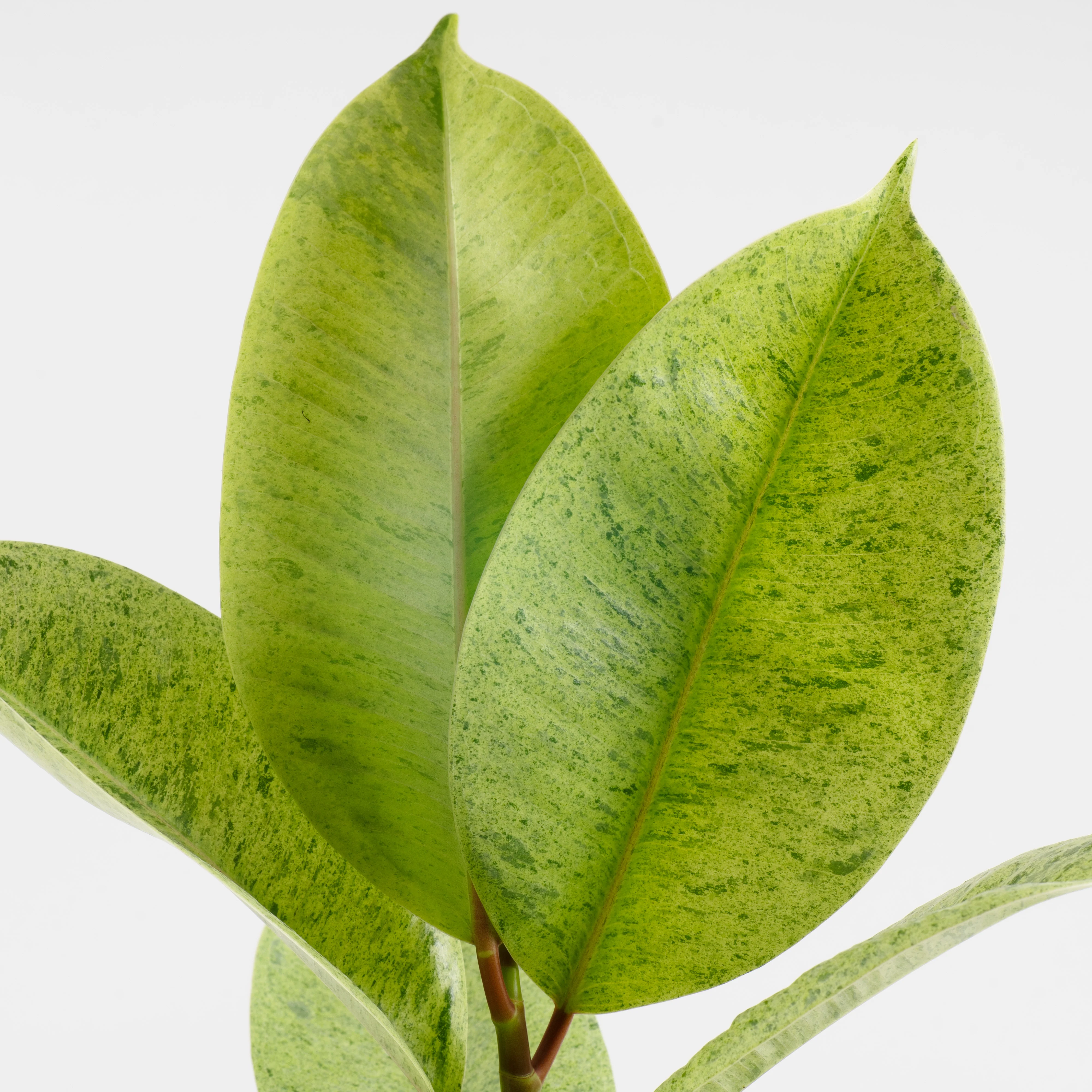 Ficus Shivereana | Medium - Image 3