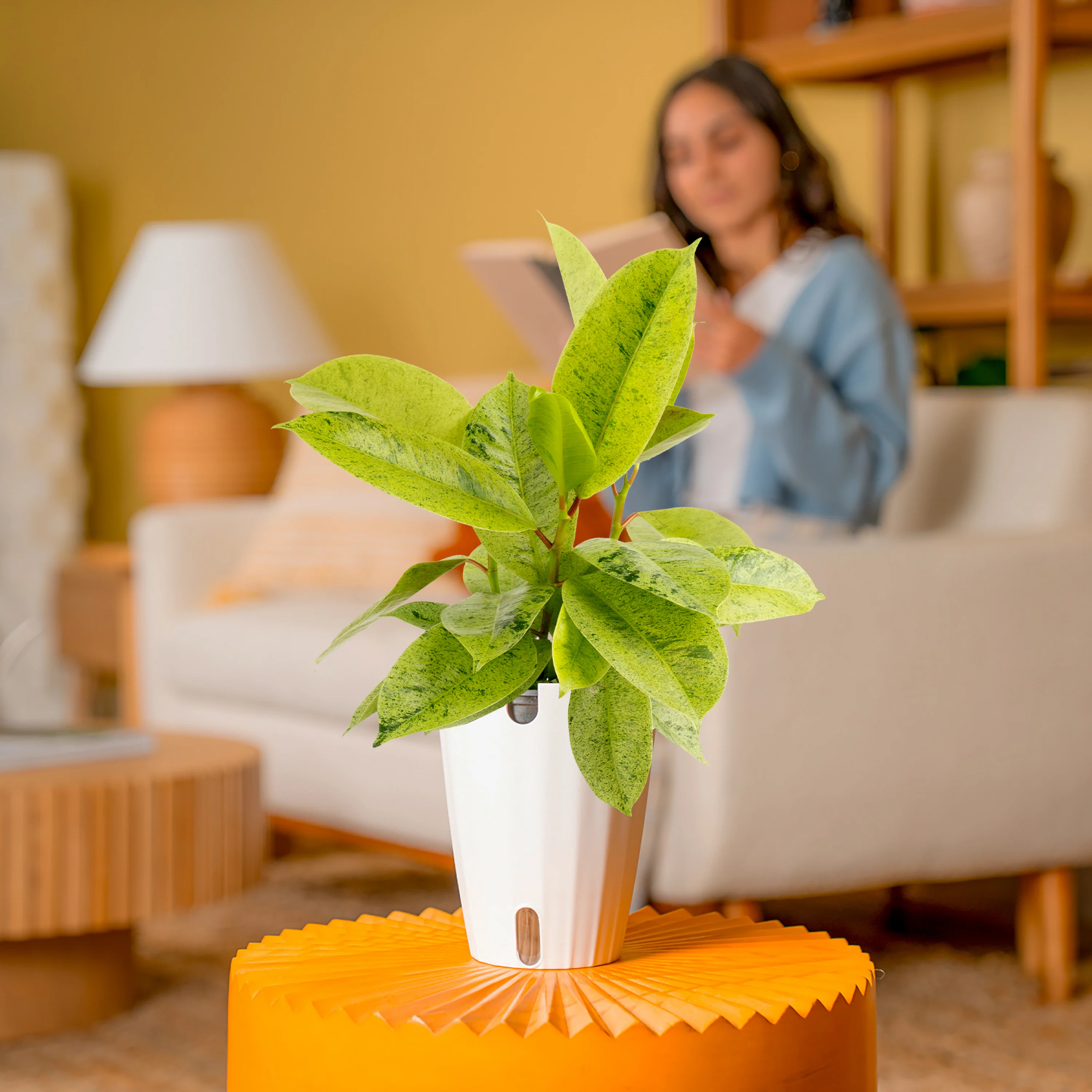 Ficus Shivereana | Medium - Image 4
