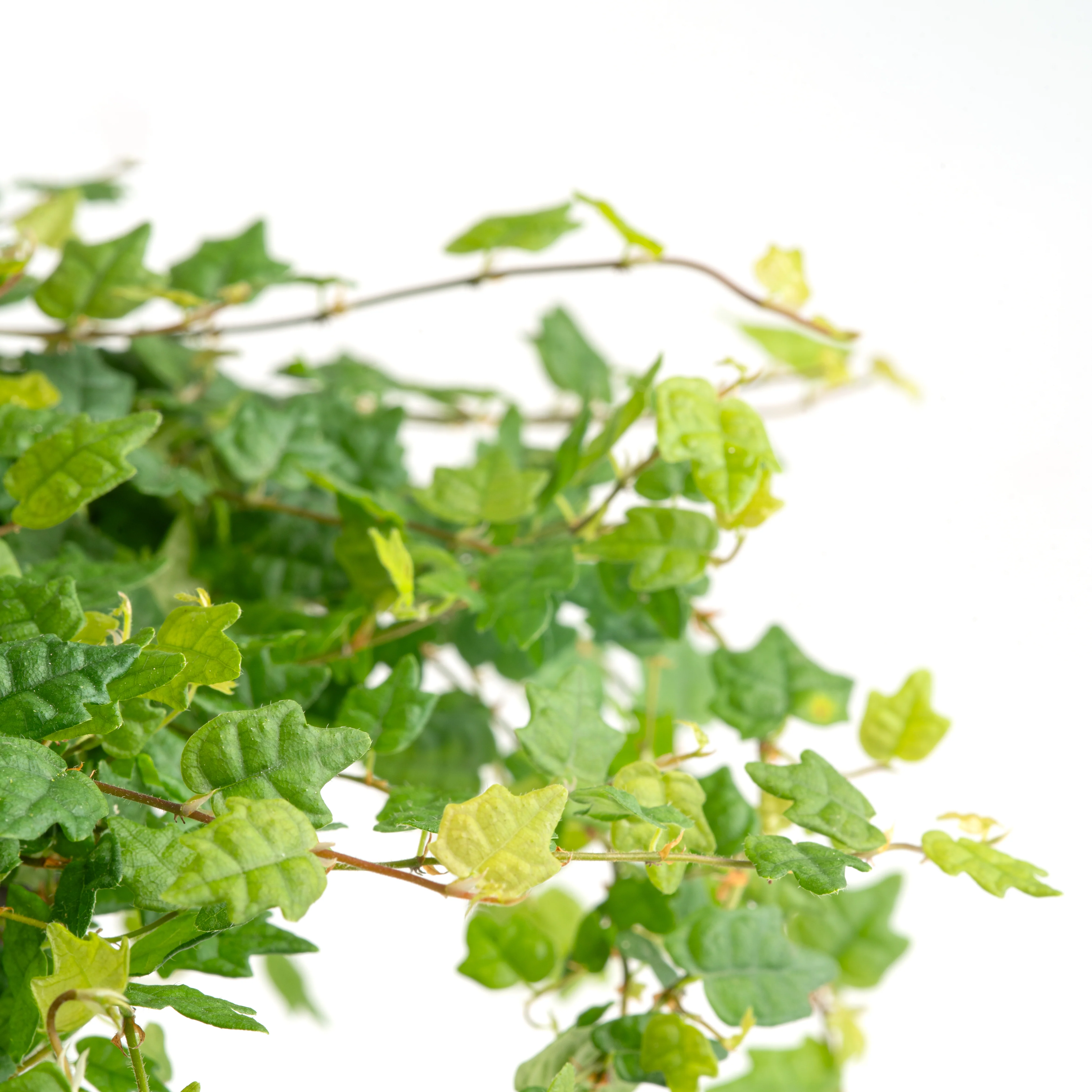 Ficus String of Frogs | medium - Image 3