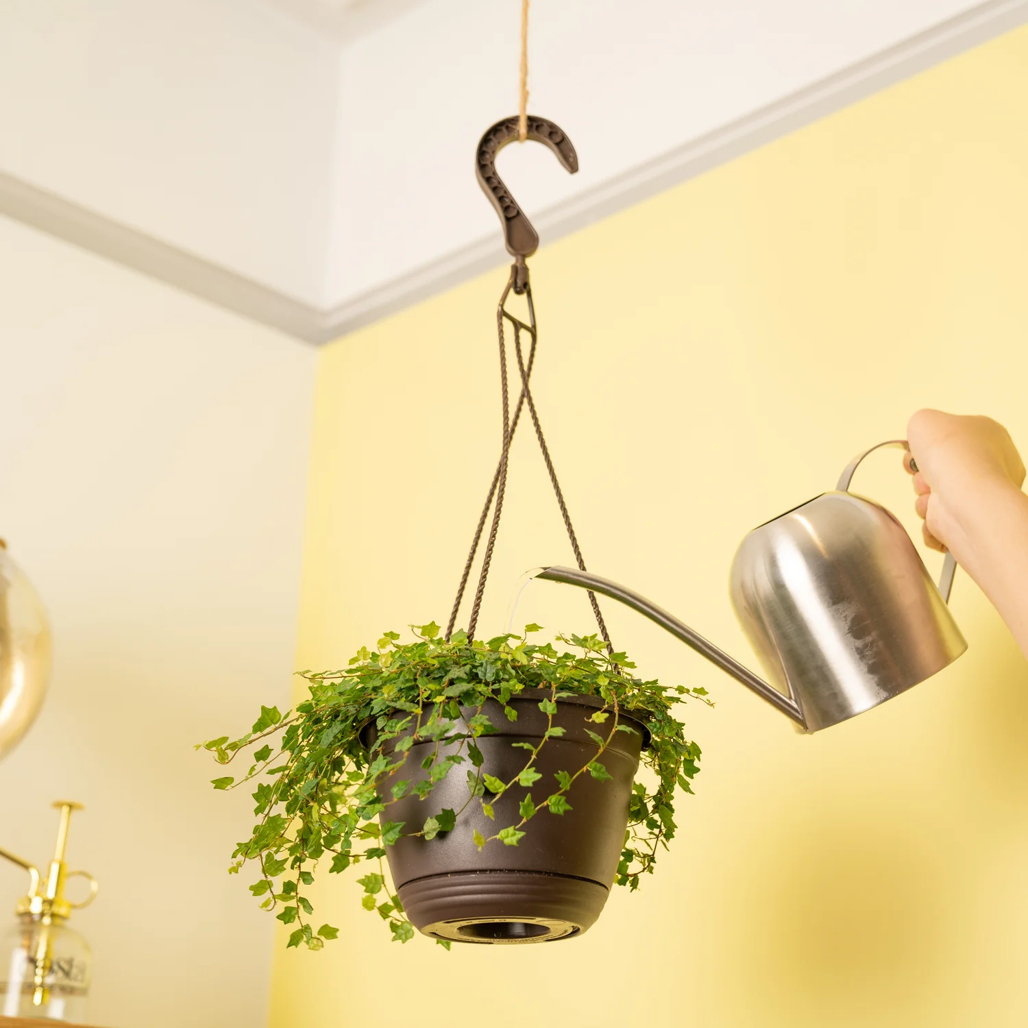 Ficus String of Frogs | medium - Image 4
