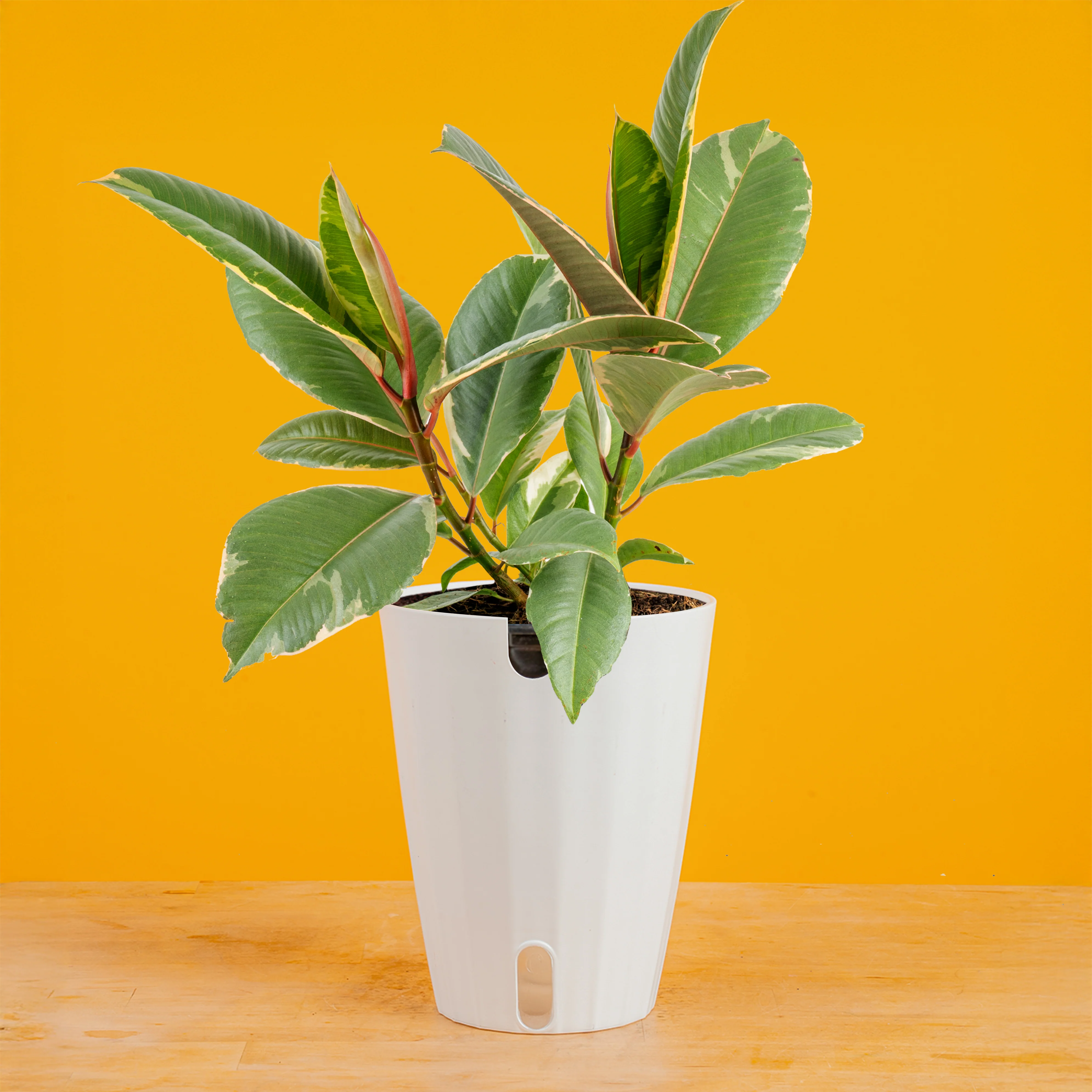 Hot Variegated Looks