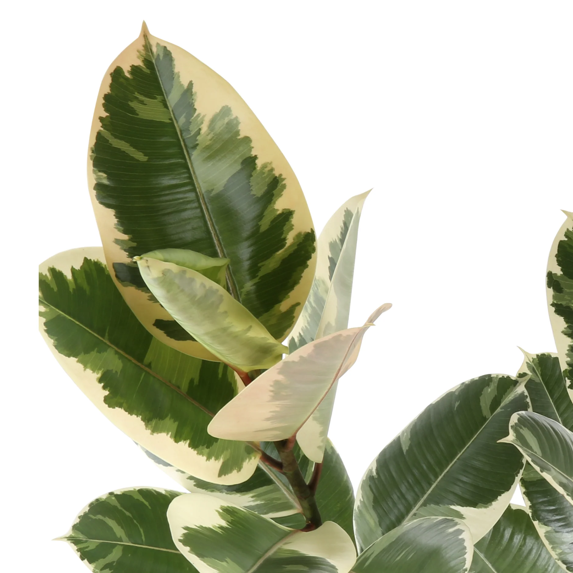 Ficus Tineke | medium - Image 3