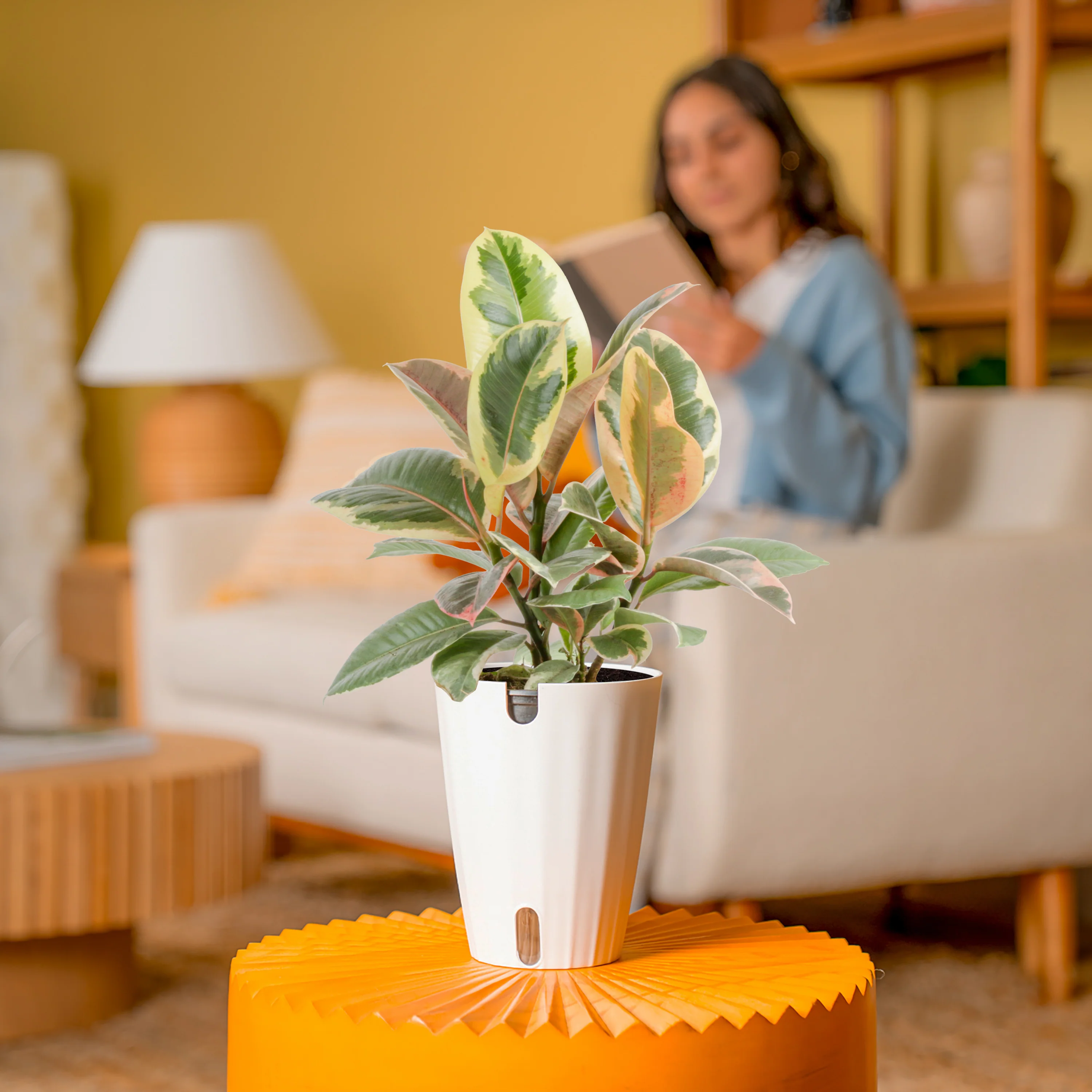 Ficus Tineke | medium - Image 4