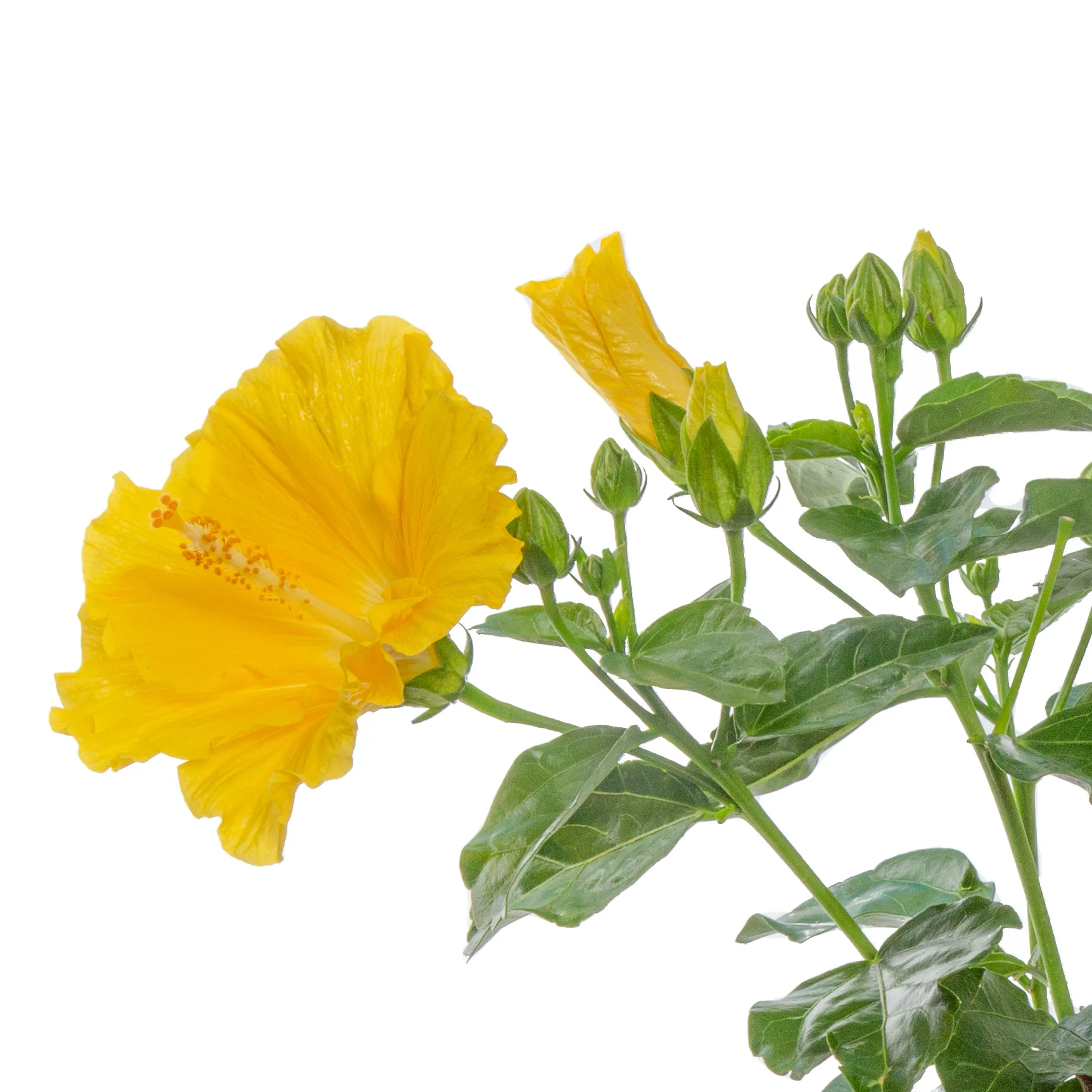 Tropical Hibiscus Ninos Yellow | medium - Image 3