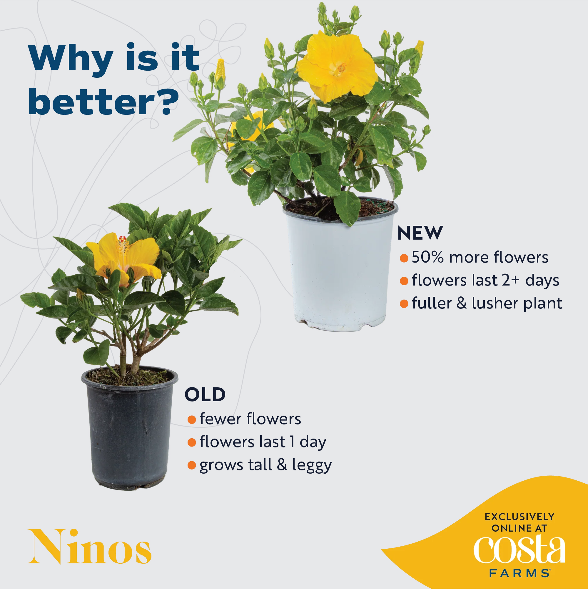 Tropical Hibiscus Ninos Yellow | medium - Image 5