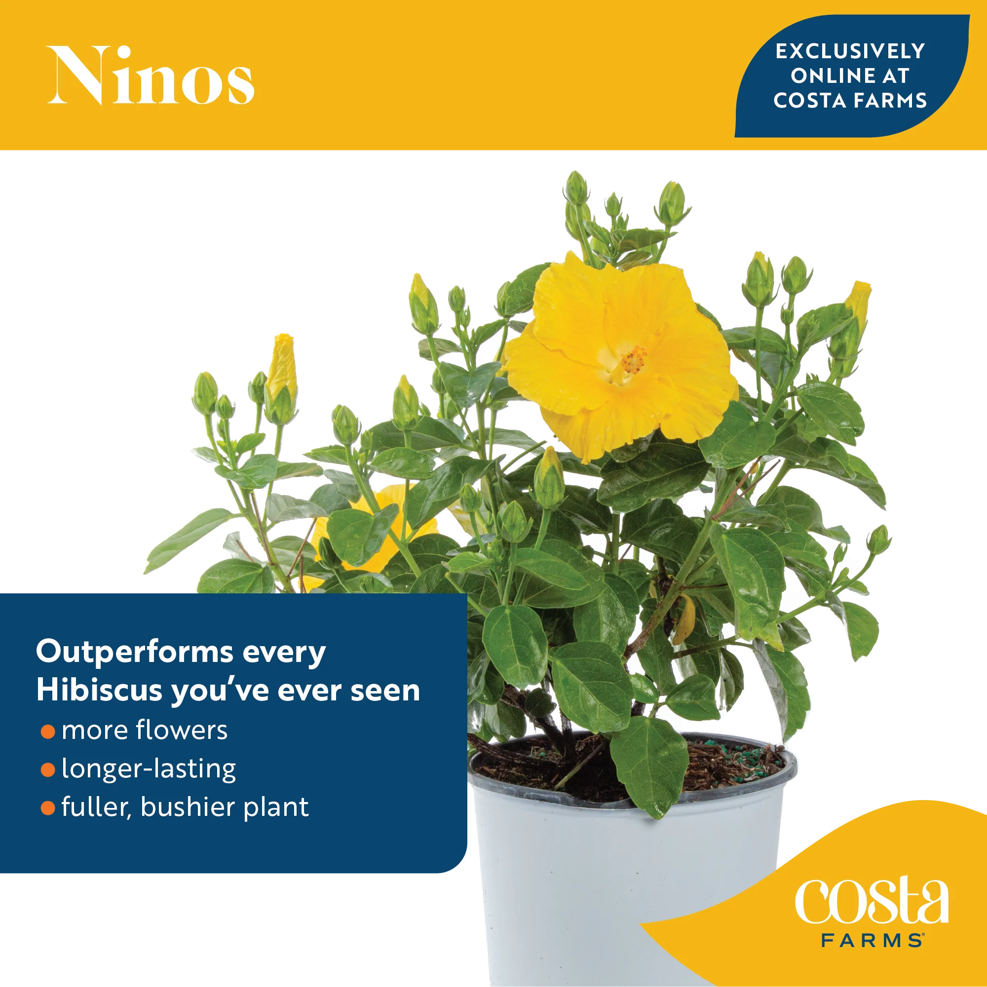 Tropical Hibiscus Ninos Yellow | medium - Image 6