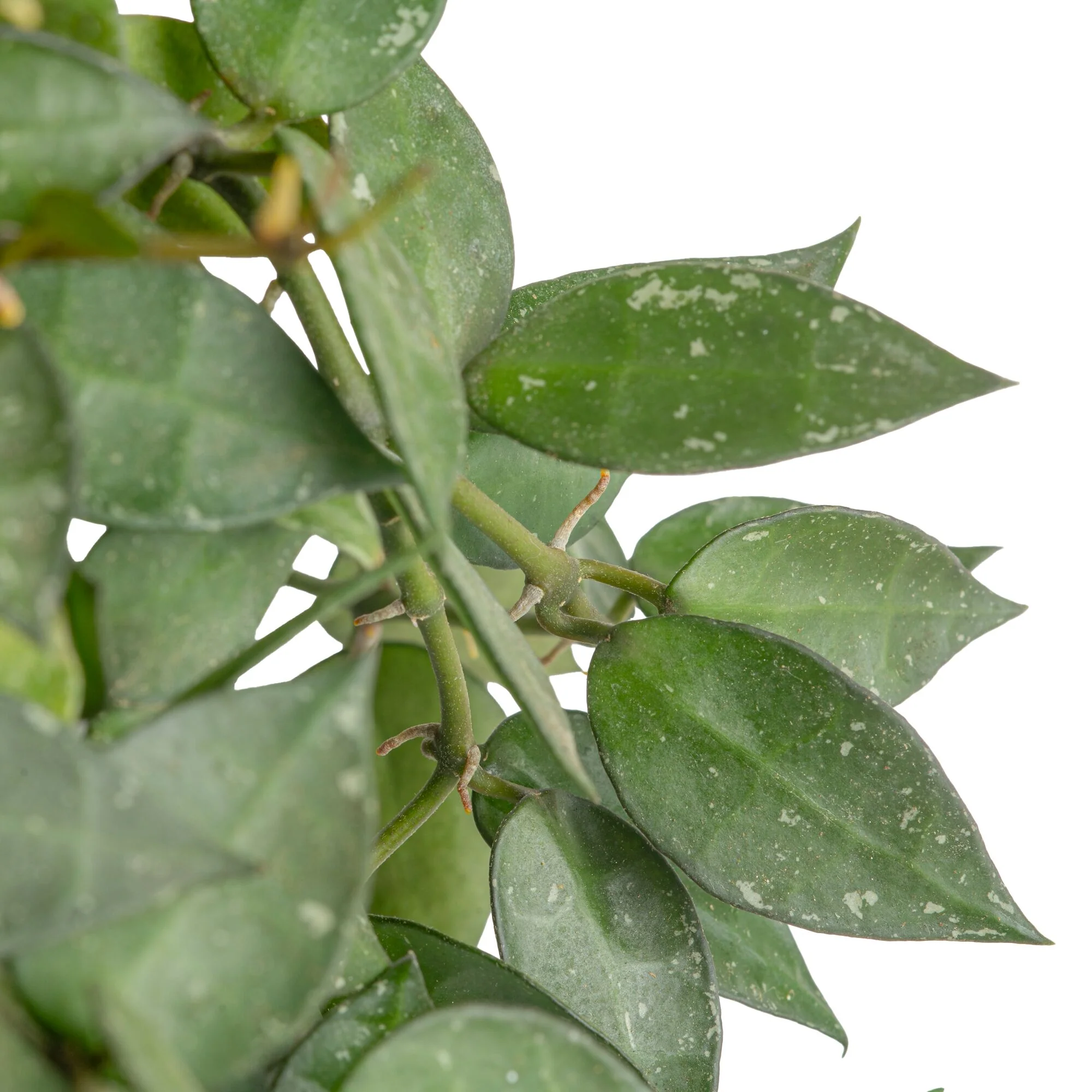 Hoya Silver Splash | medium - Image 3