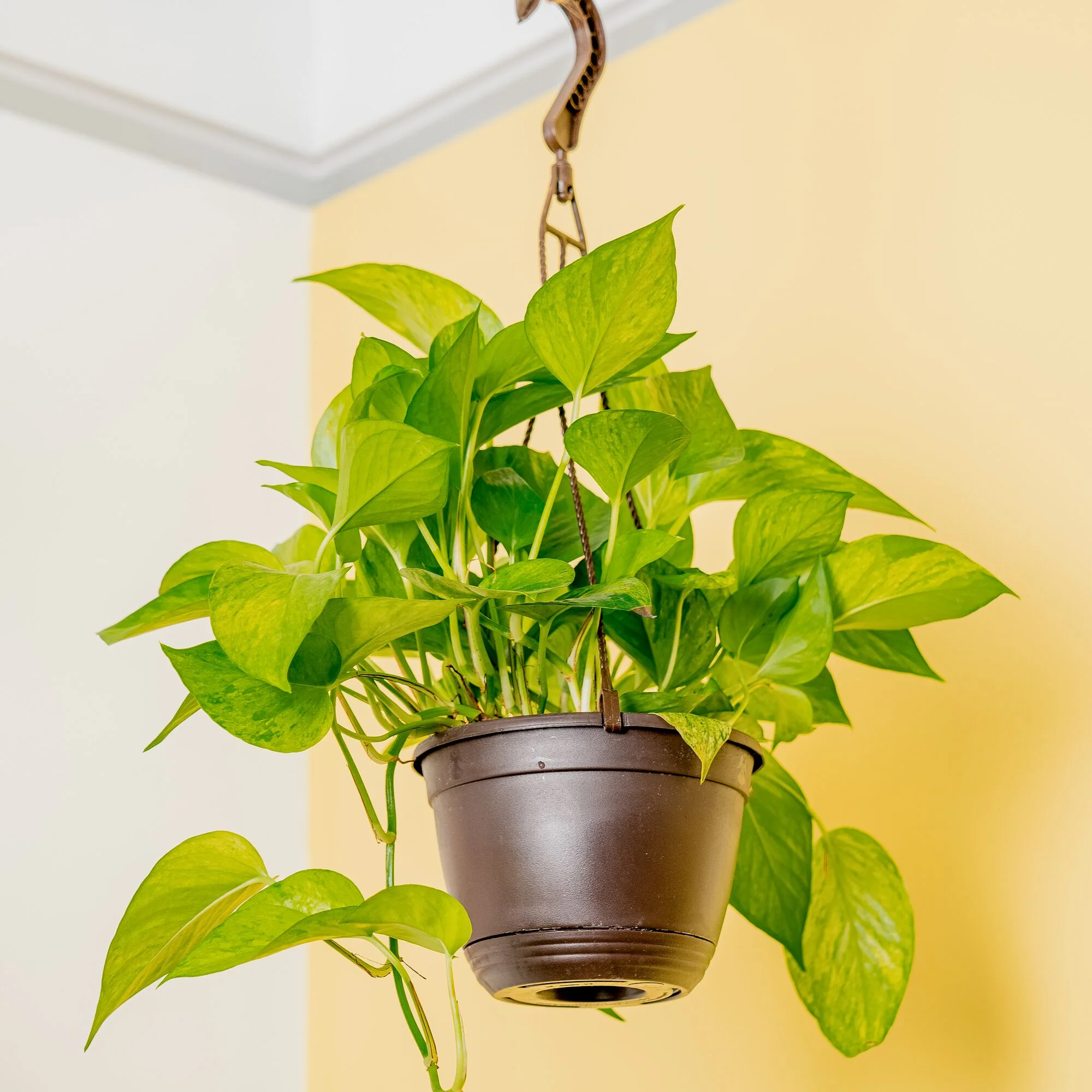Jessenia Pothos | medium - Image 2