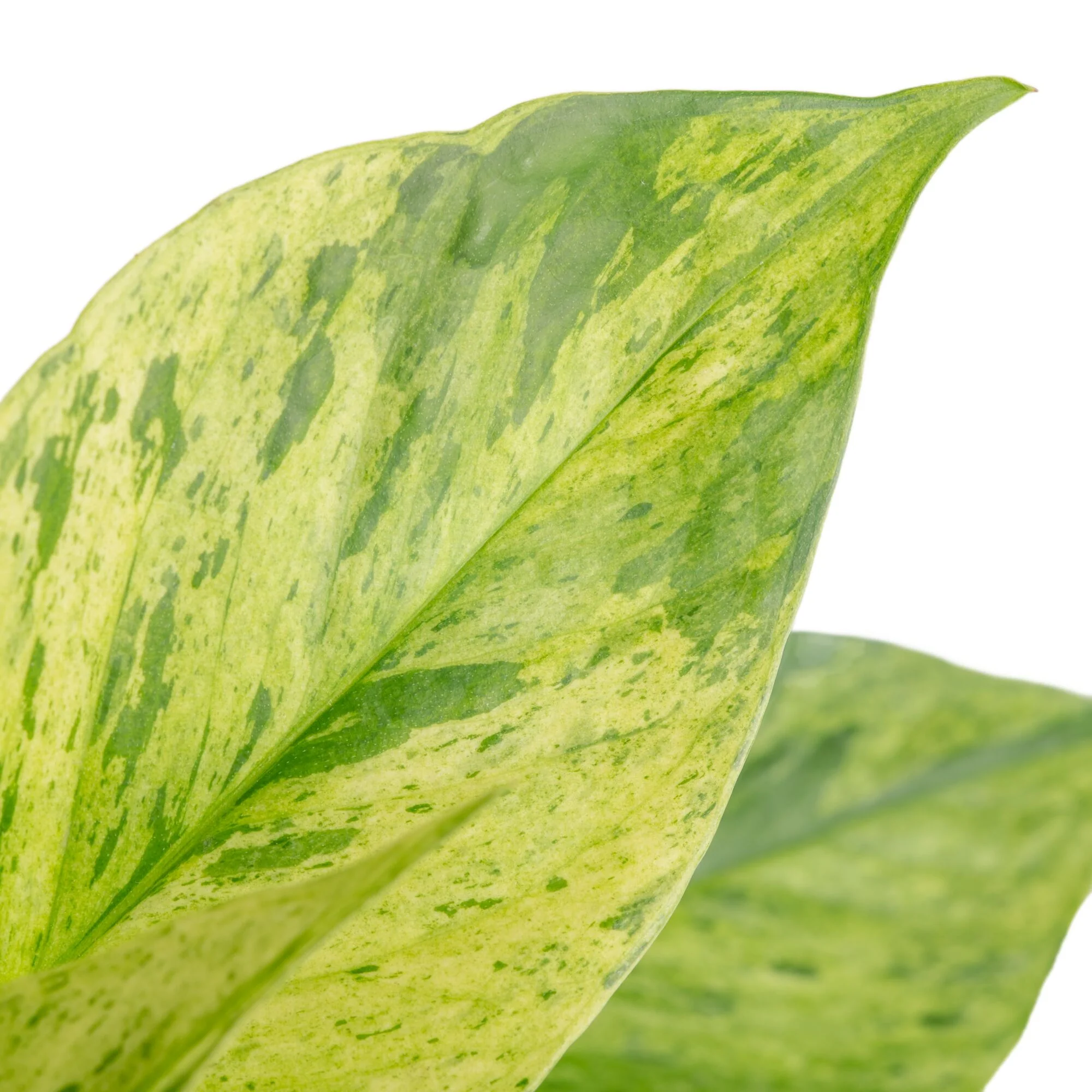 Jessenia Pothos | medium - Image 3