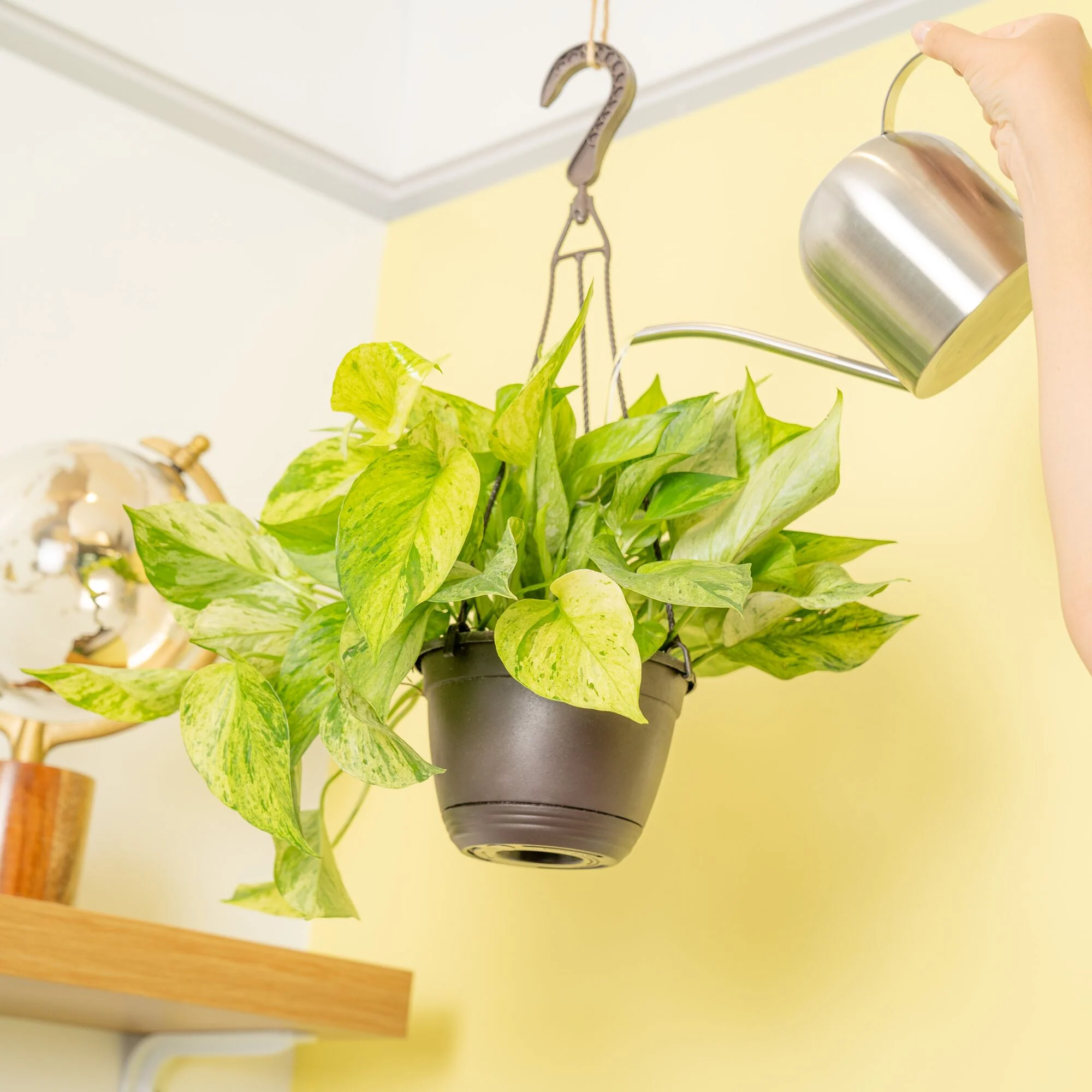 Jessenia Pothos | medium - Image 4